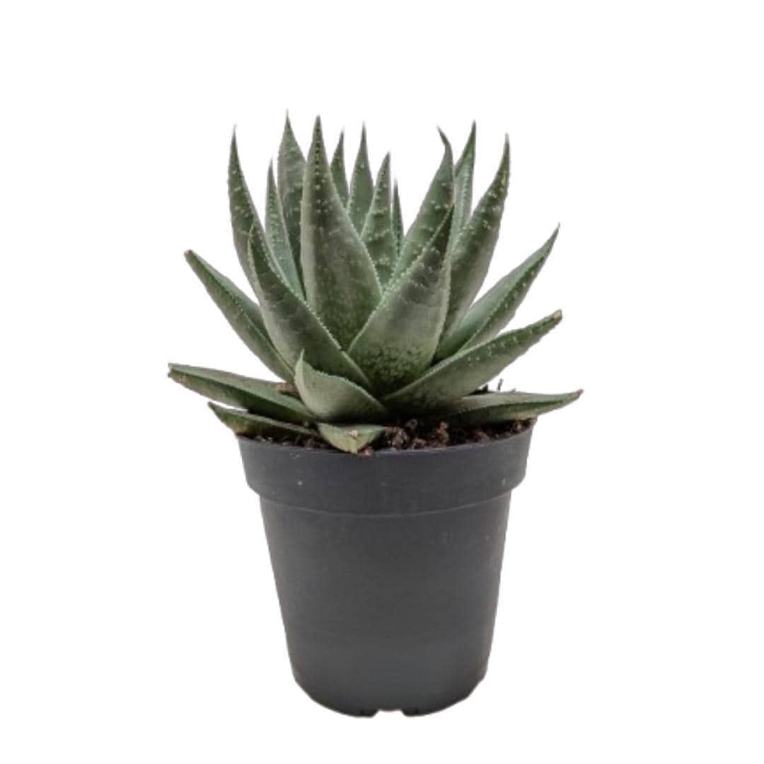Succulent Haworthia Savanna