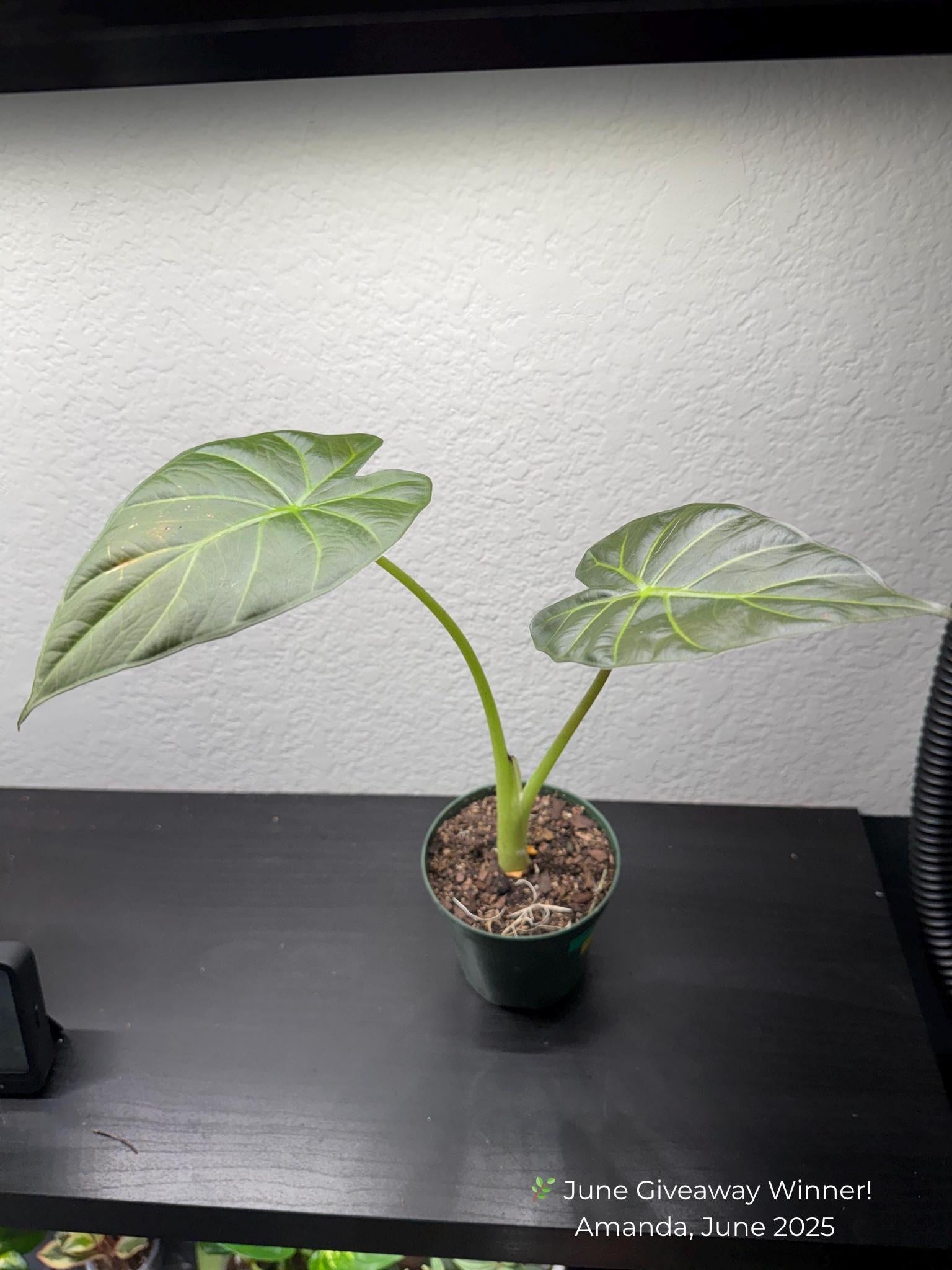 Alocasia 'Regal Shields'