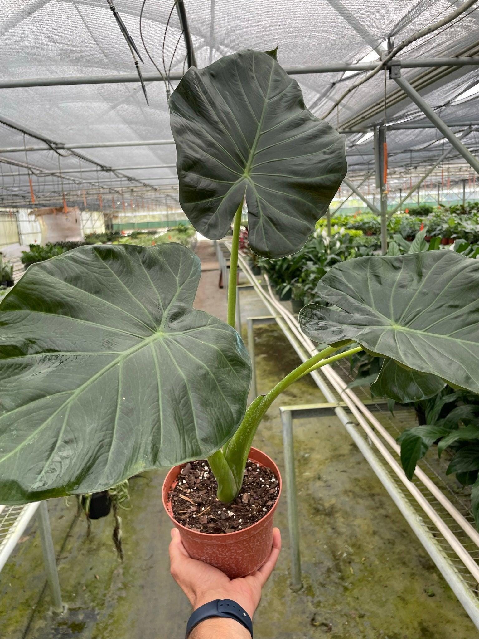 May include: A dark green Alocasia plant with large, heart-shaped leaves in a brown pot.