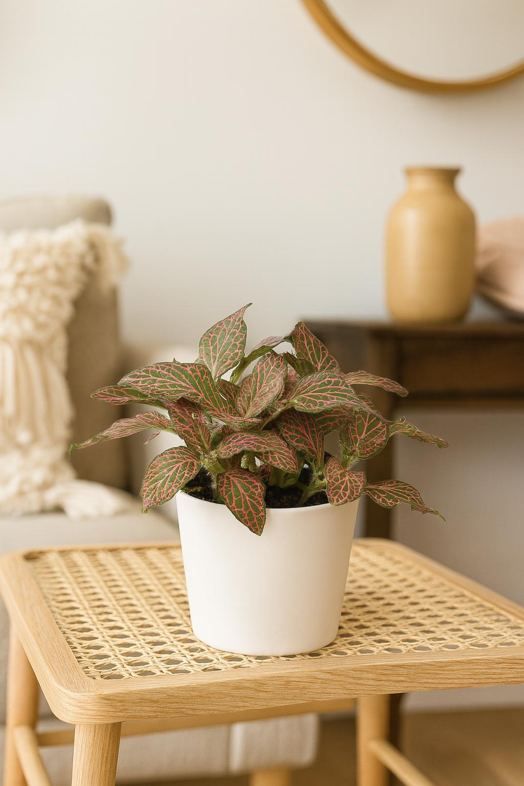 Fittonia 'Pink'