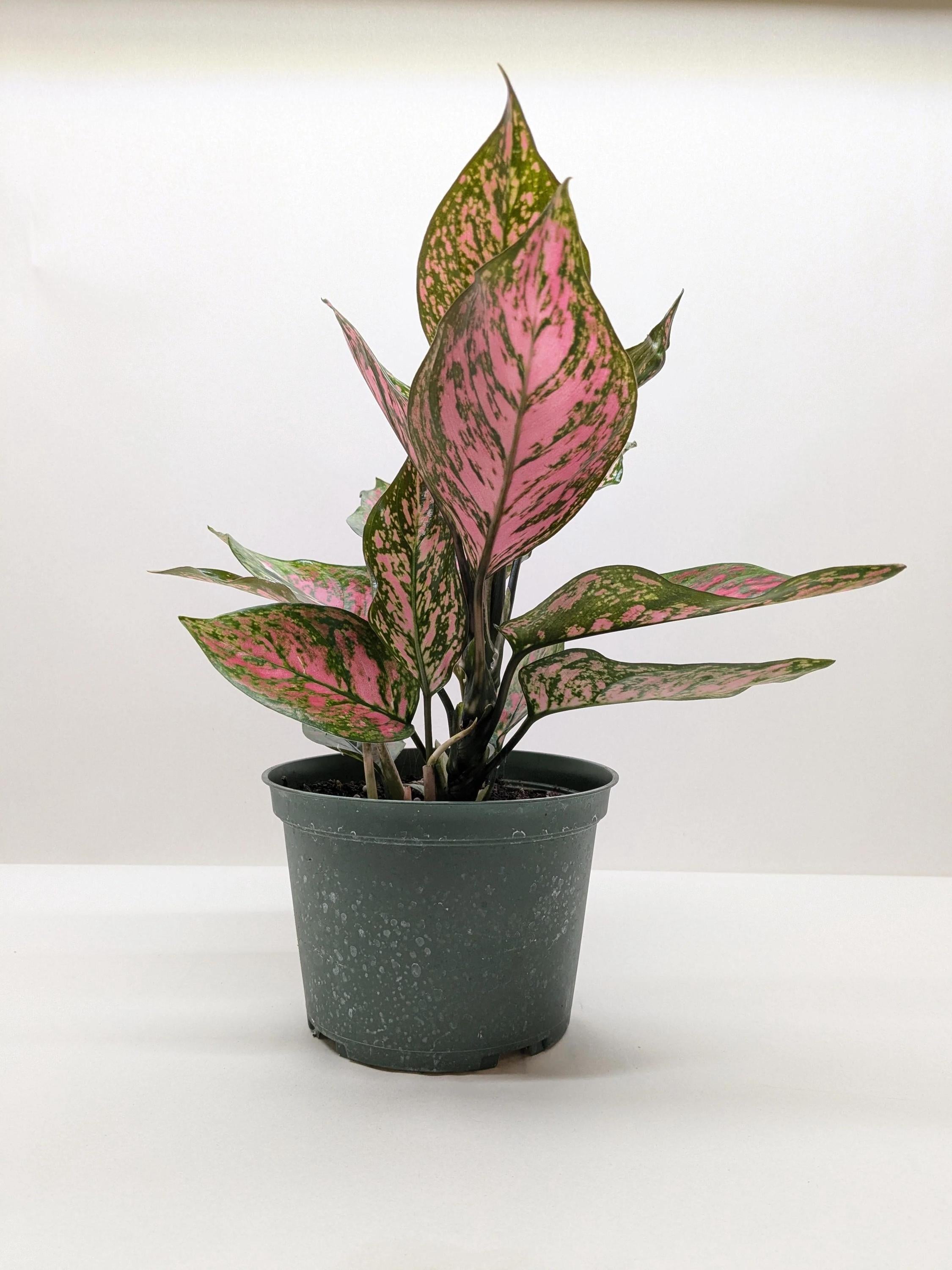 Chinese Evergreen 'Wishes'