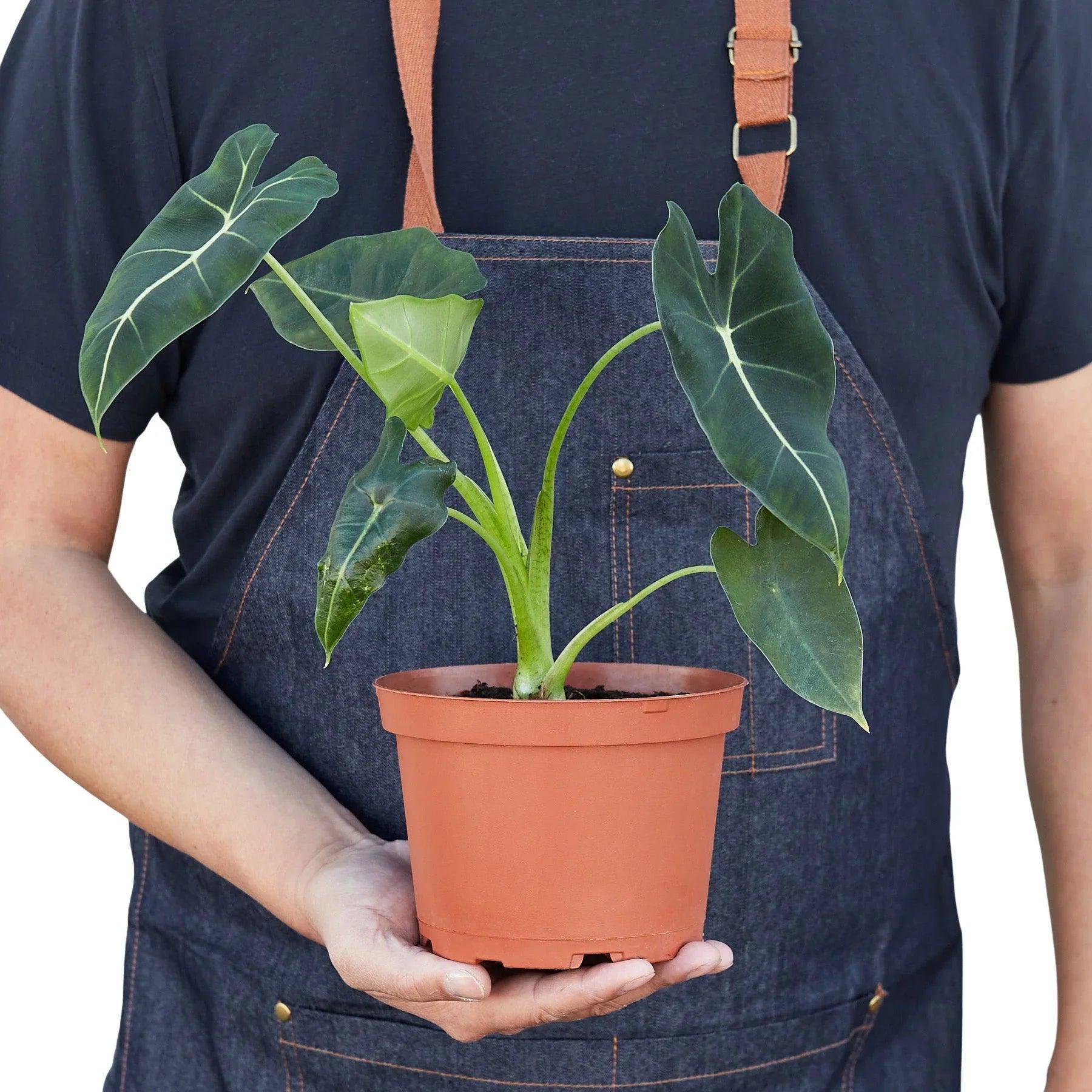May include: A green velvet leaf plant in a terracotta pot