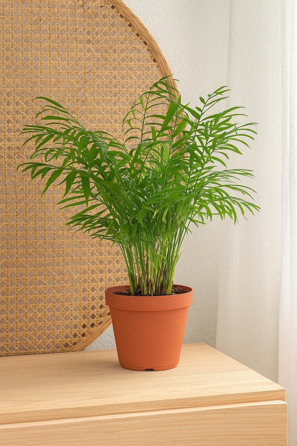 Parlor Palm