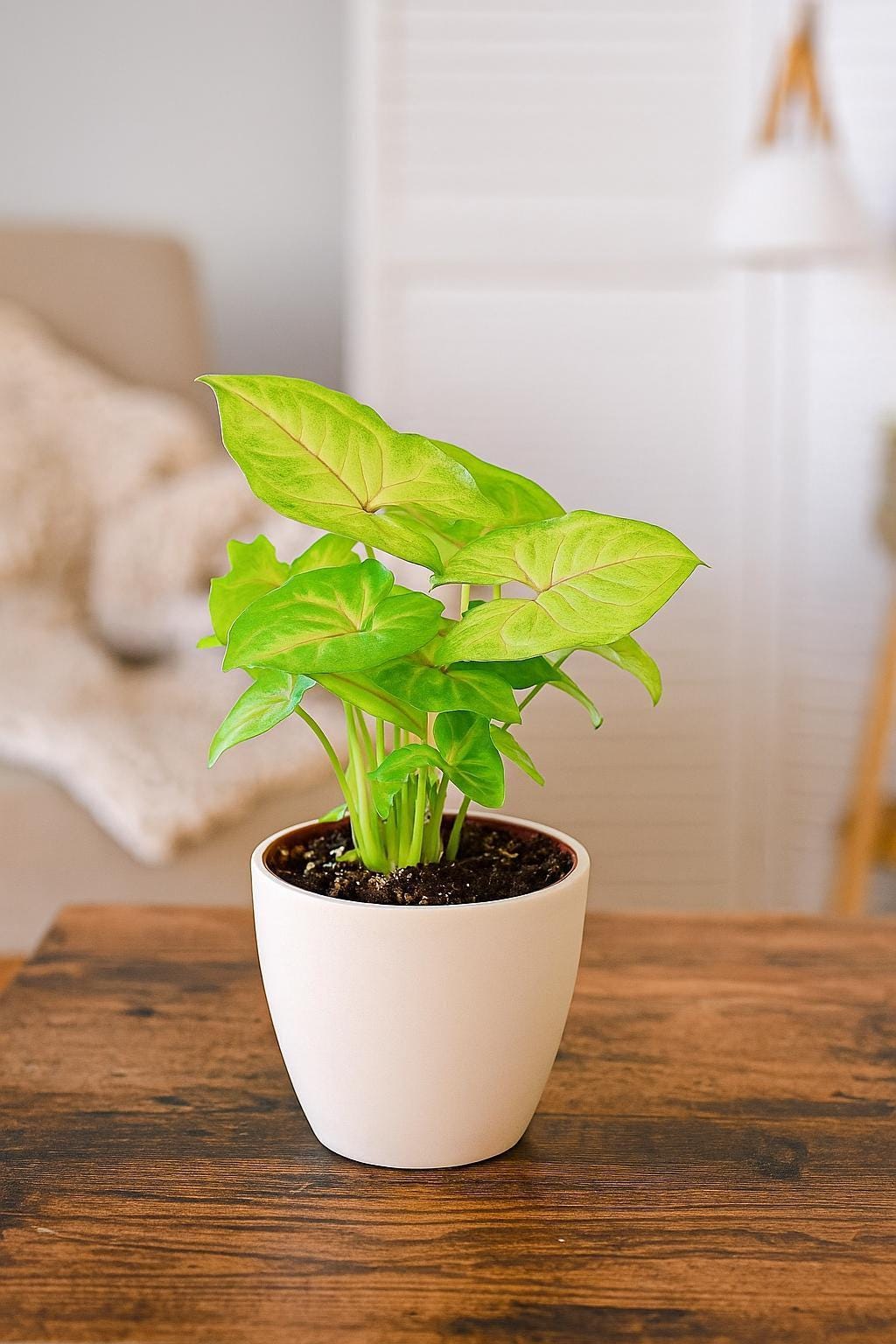 Syngonium Gold - 4" Pot
