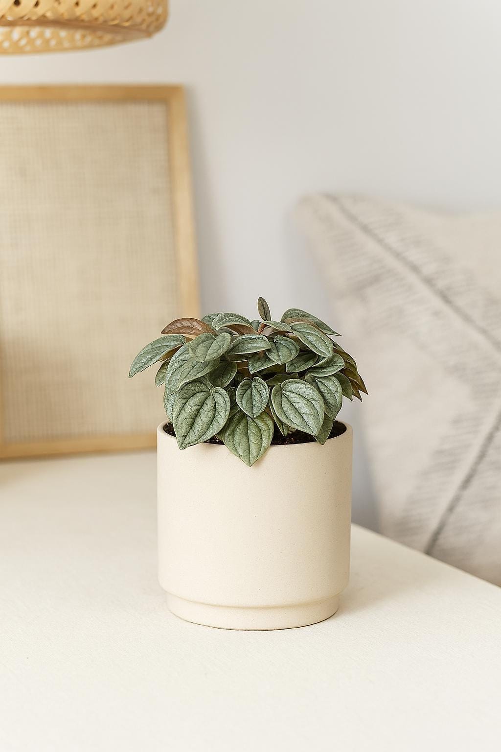 Peperomia 'Napoli Nights' - 4" Pot
