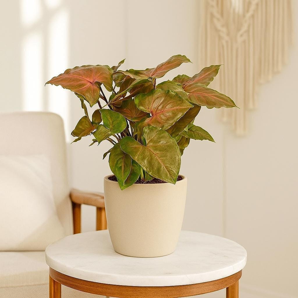 Syngonium Merry