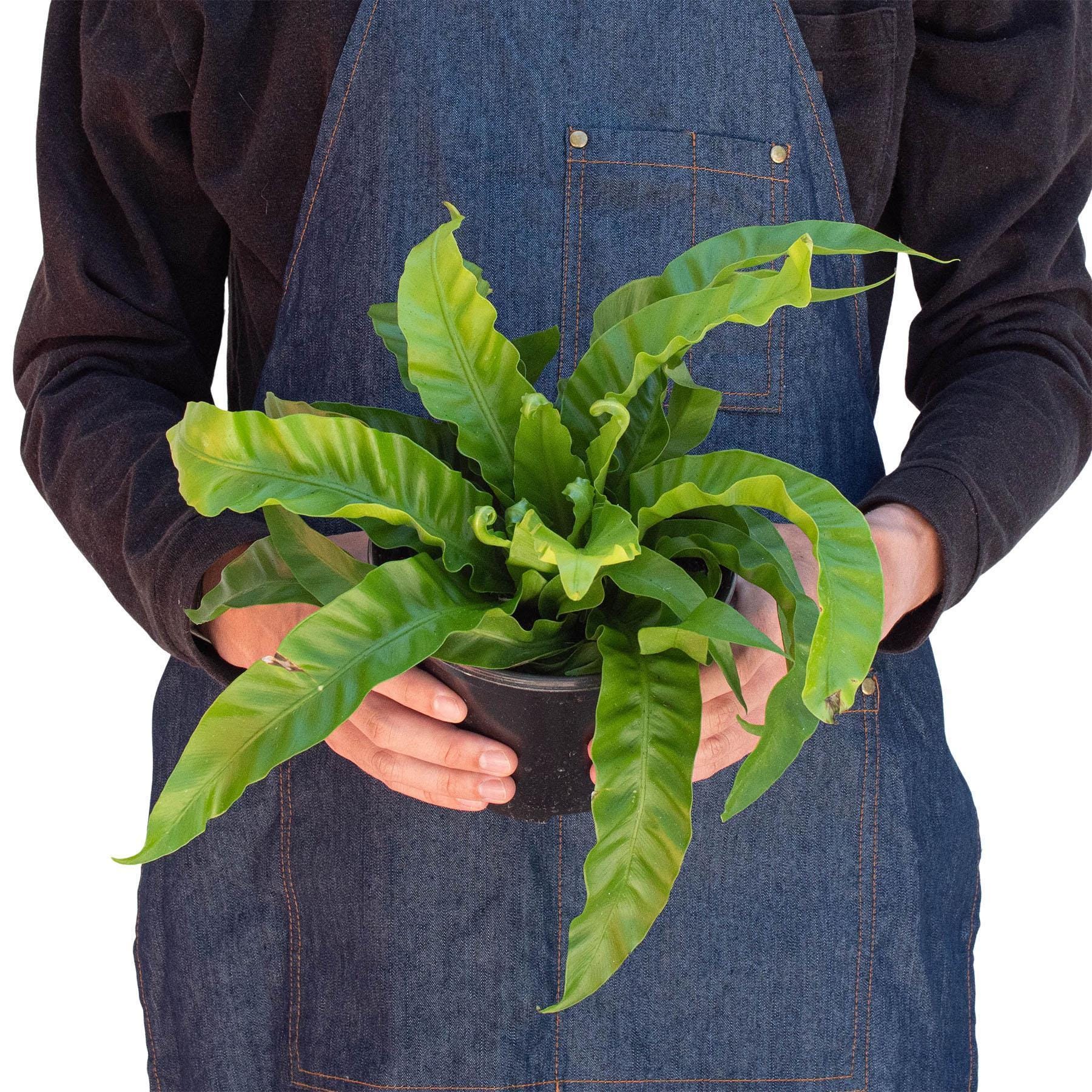 May include: A green bird&#39;s nest fern plant in a black pot.