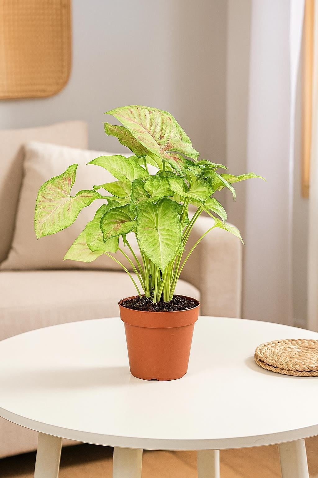 Syngonium 'Confetti'