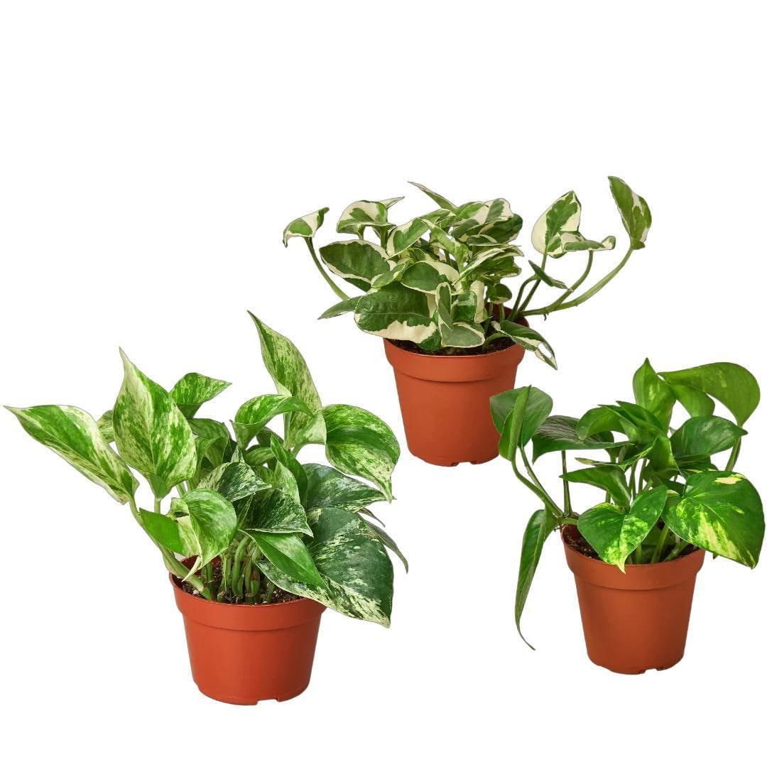 3 Pothos Variety Pack / 4" Pot / Live Plant / Home and Garden Plants