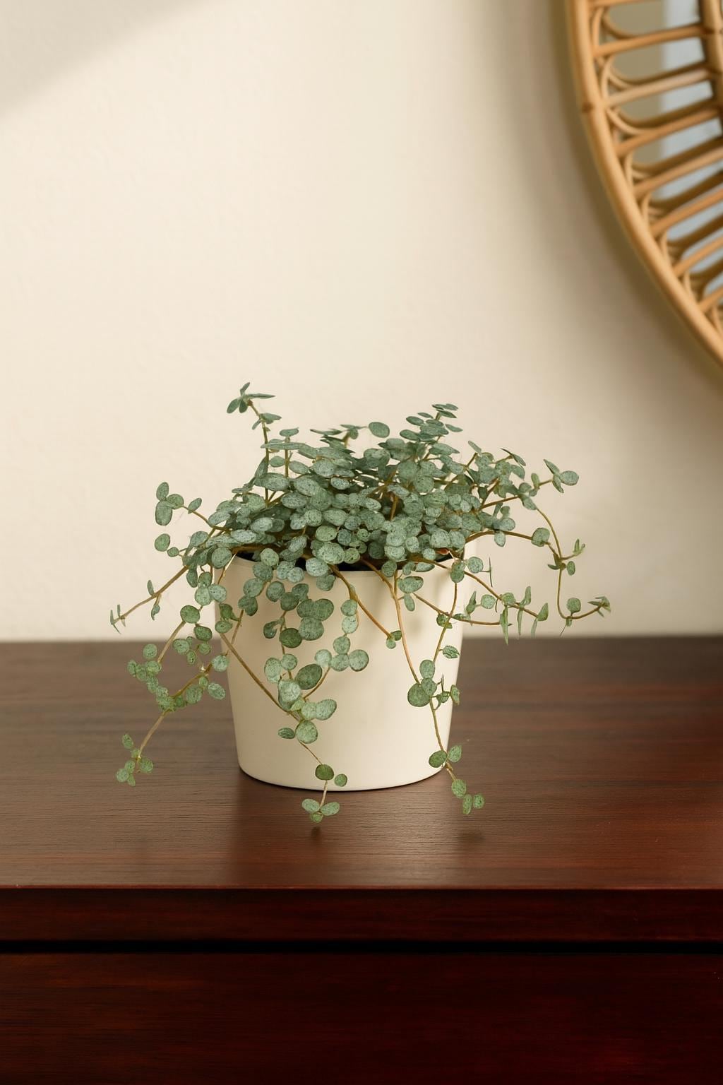 Nettle 'Silver Sparkle'