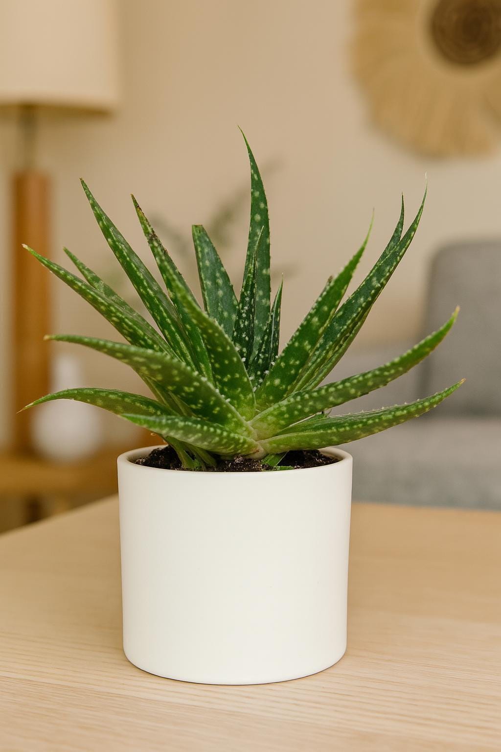 Succulent Gasteria Zimflora