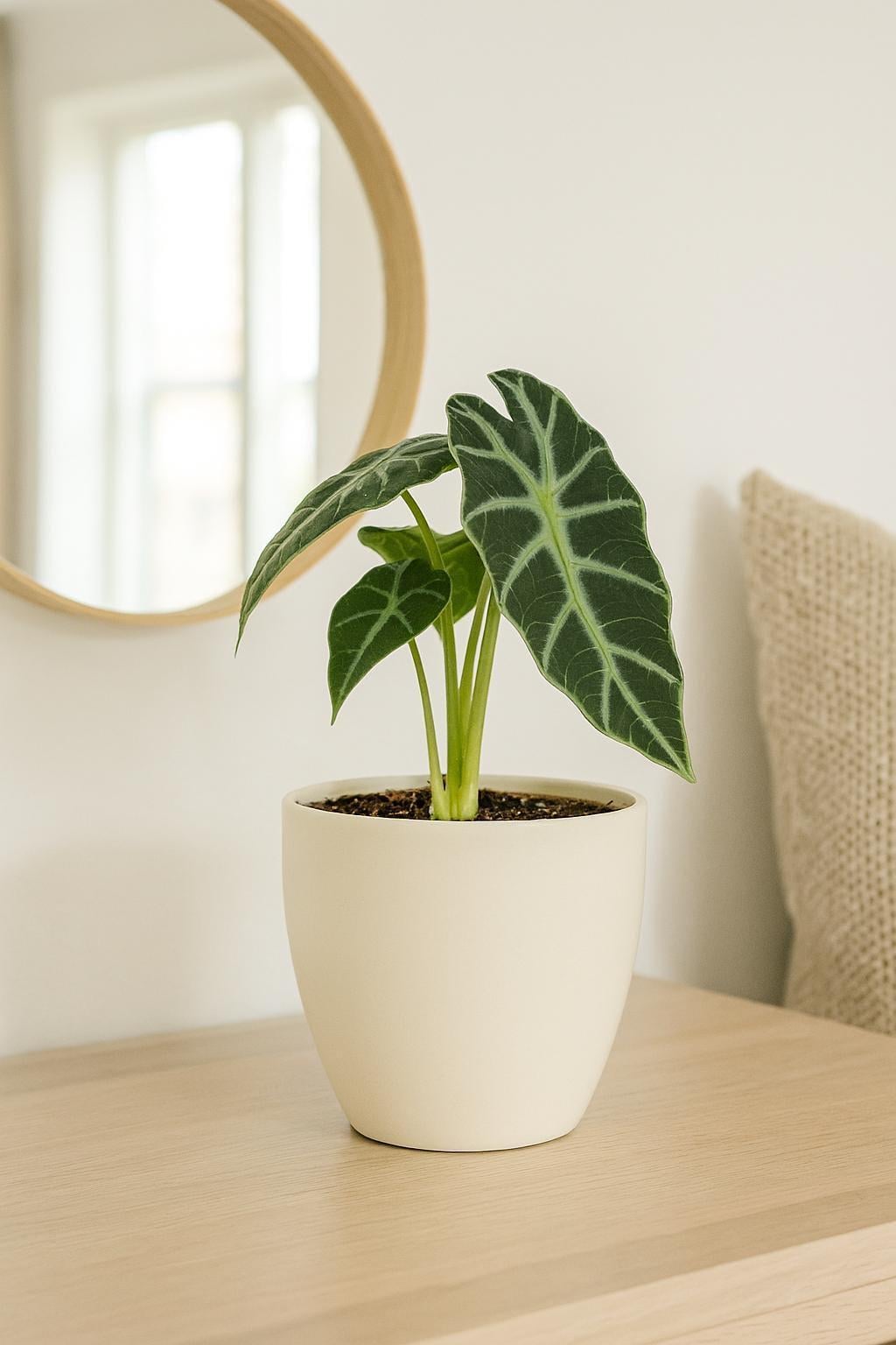 Alocasia Amazonica 'Bambino'