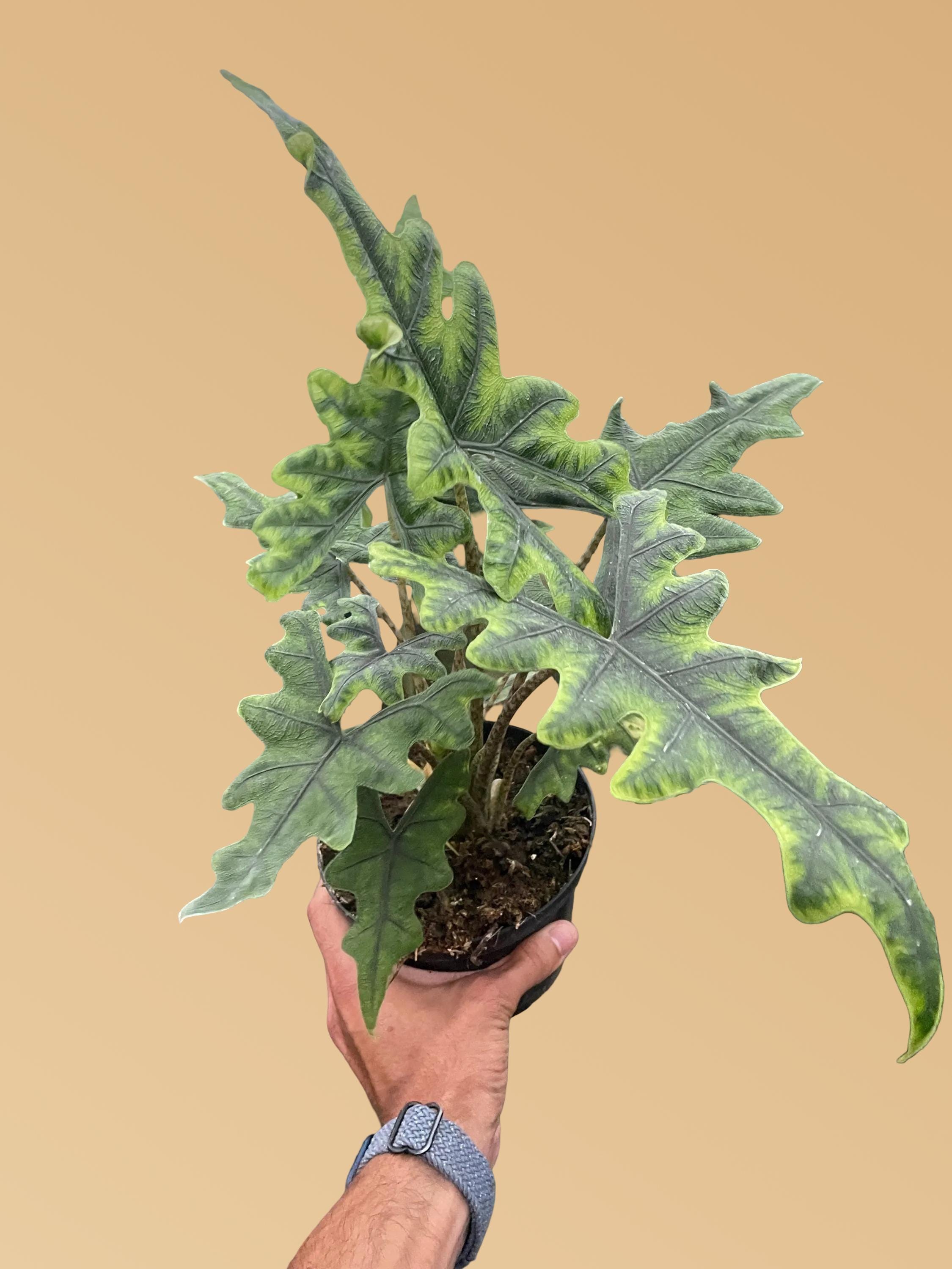 Alocasia 'Jacklyn'