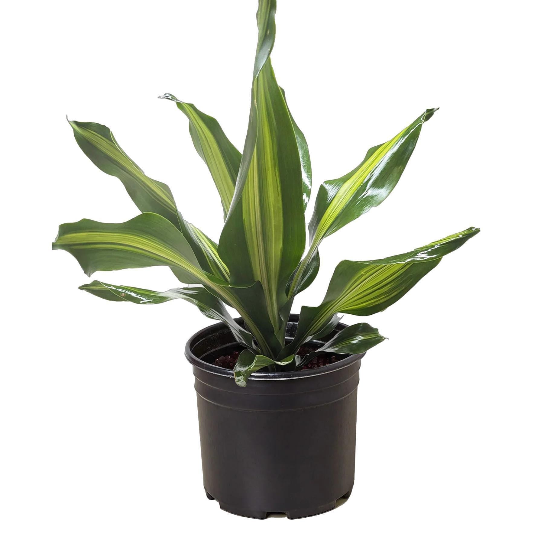 Dracaena Golden Heart