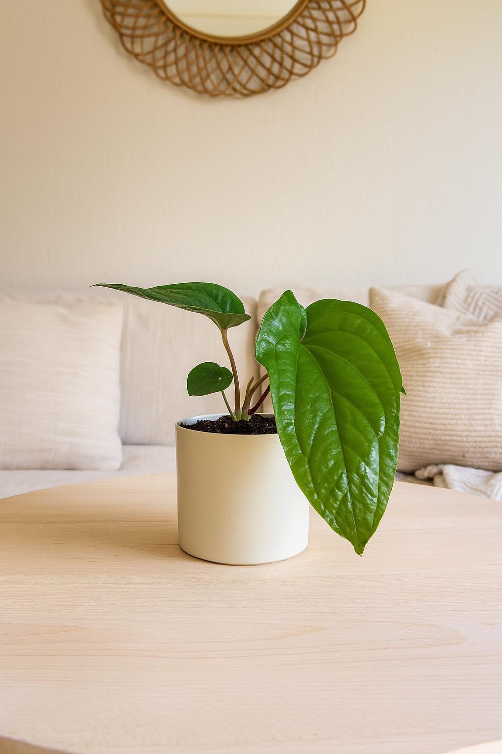 Anthurium 'Radicans x Luxurians'