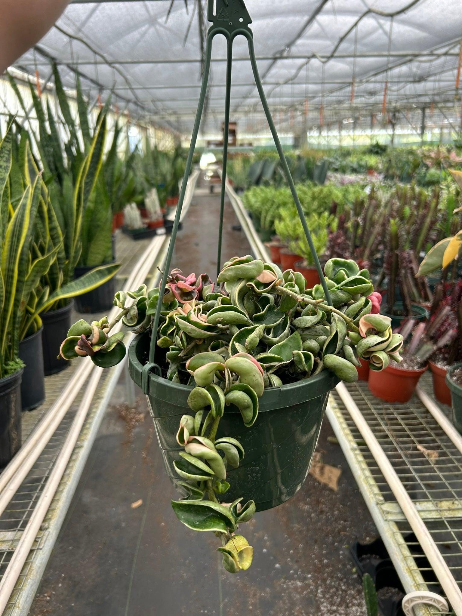 May include: A green and pink variegated string of hearts plant hanging in a green pot. The plant is hanging from a green metal hanger. The plant is in a greenhouse setting.