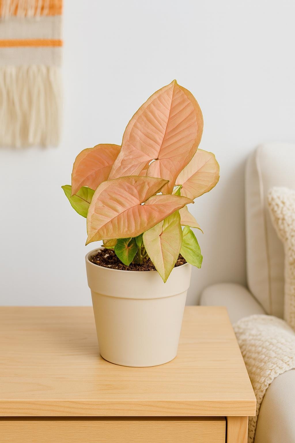 Syngonium Strawberry