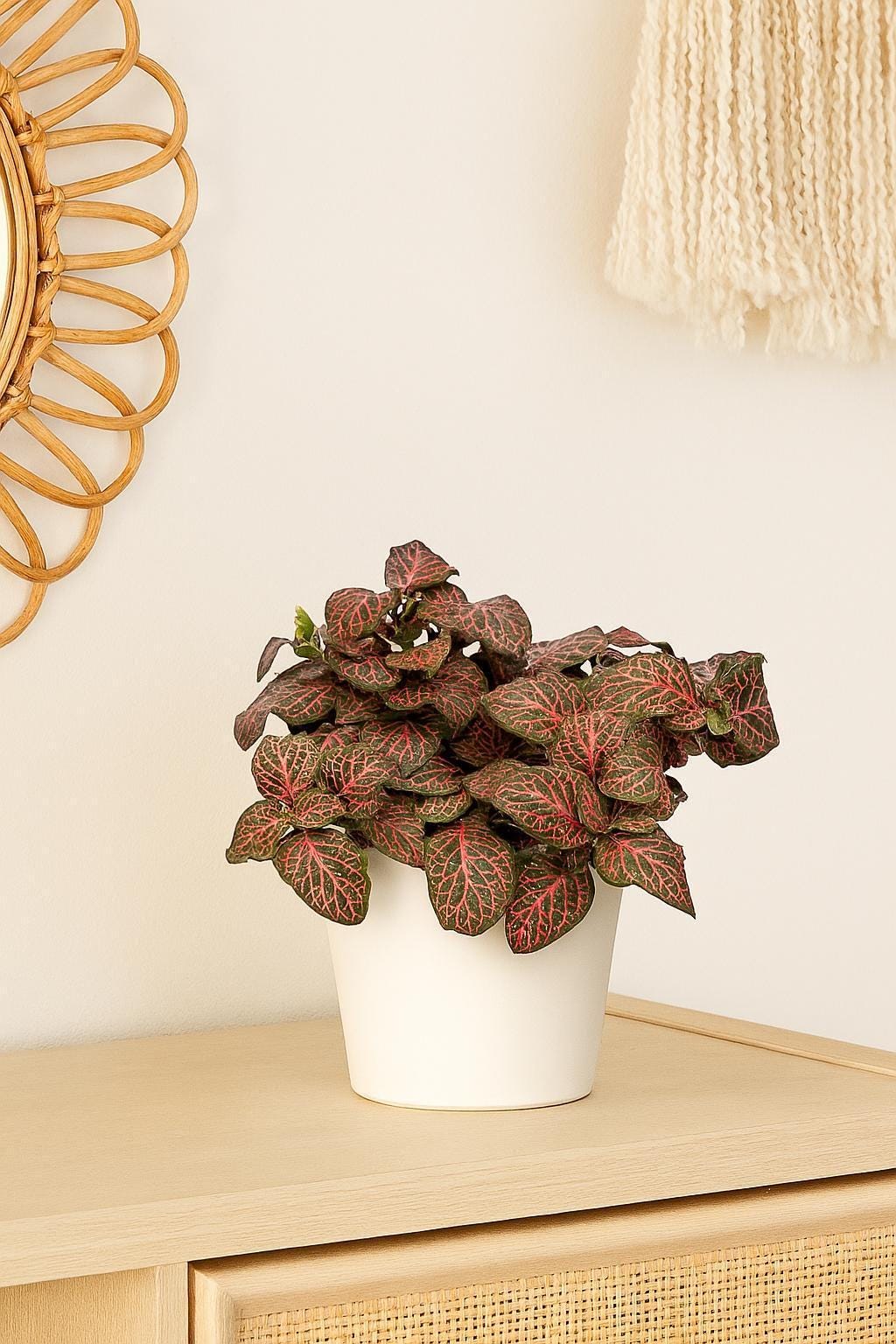 Fittonia 'Red' 3" Pot Austin Jungle Co.