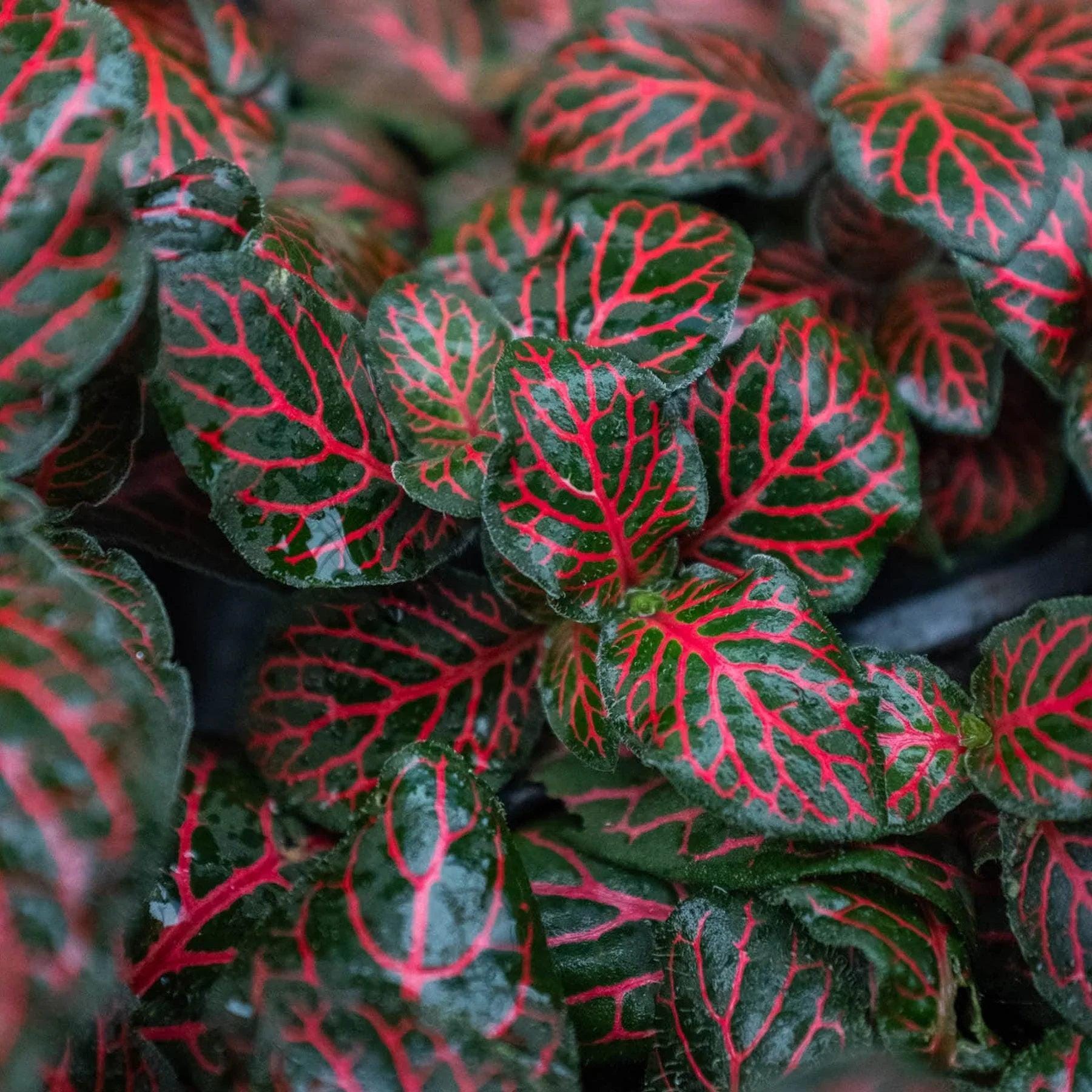 Fittonia 'Red' 3" Pot Austin Jungle Co.