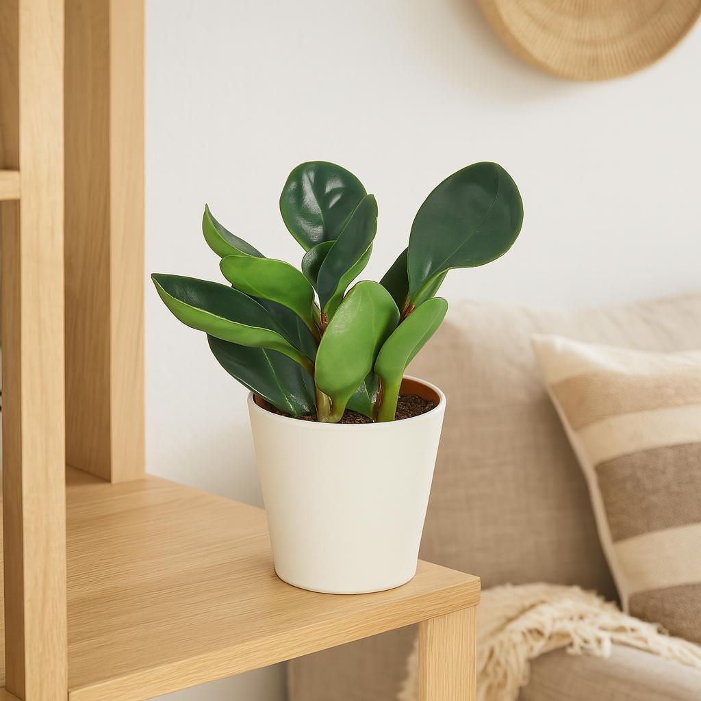 Peperomia Red Edge