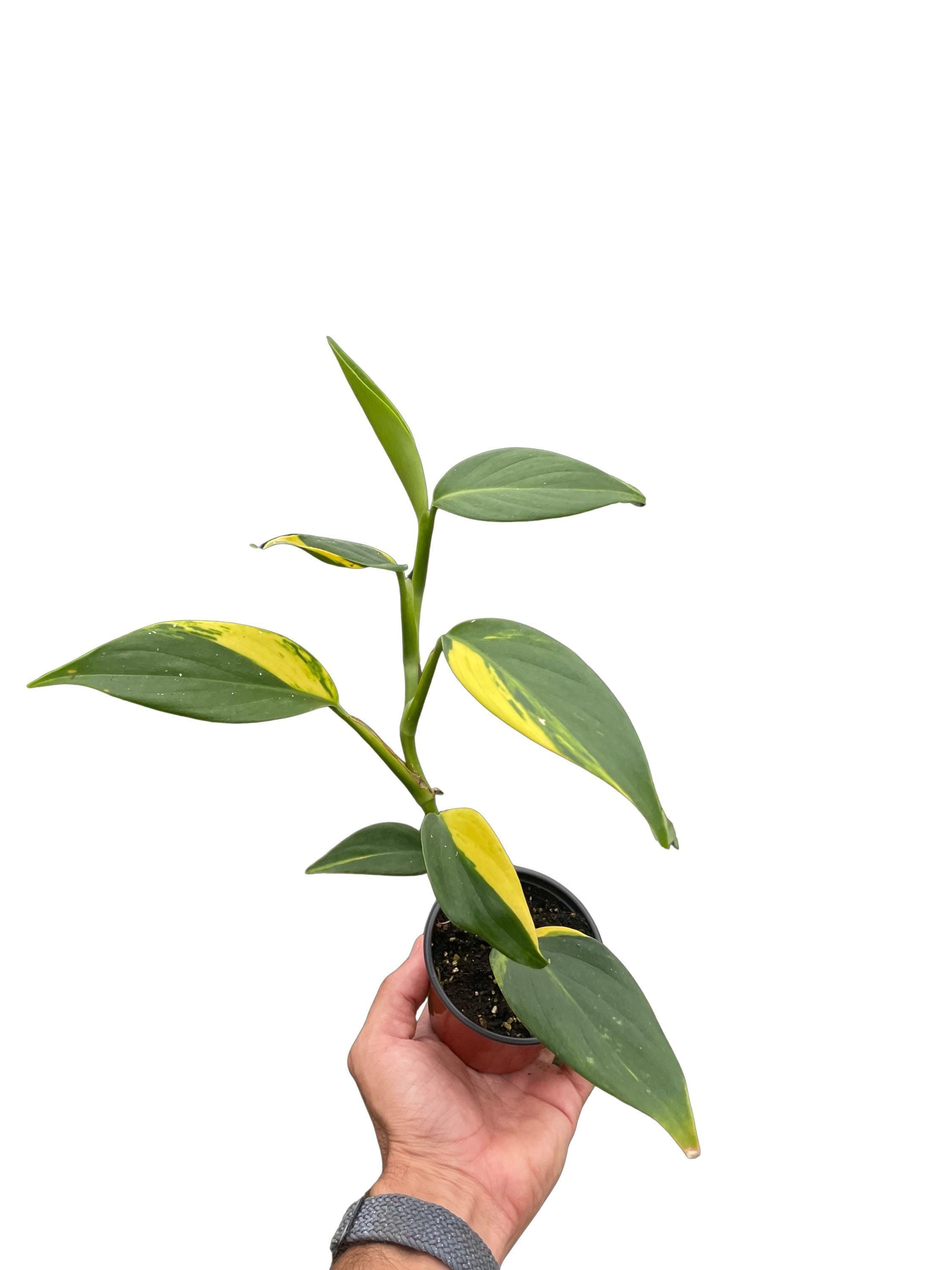 Scindapsus 'Coriaceus'