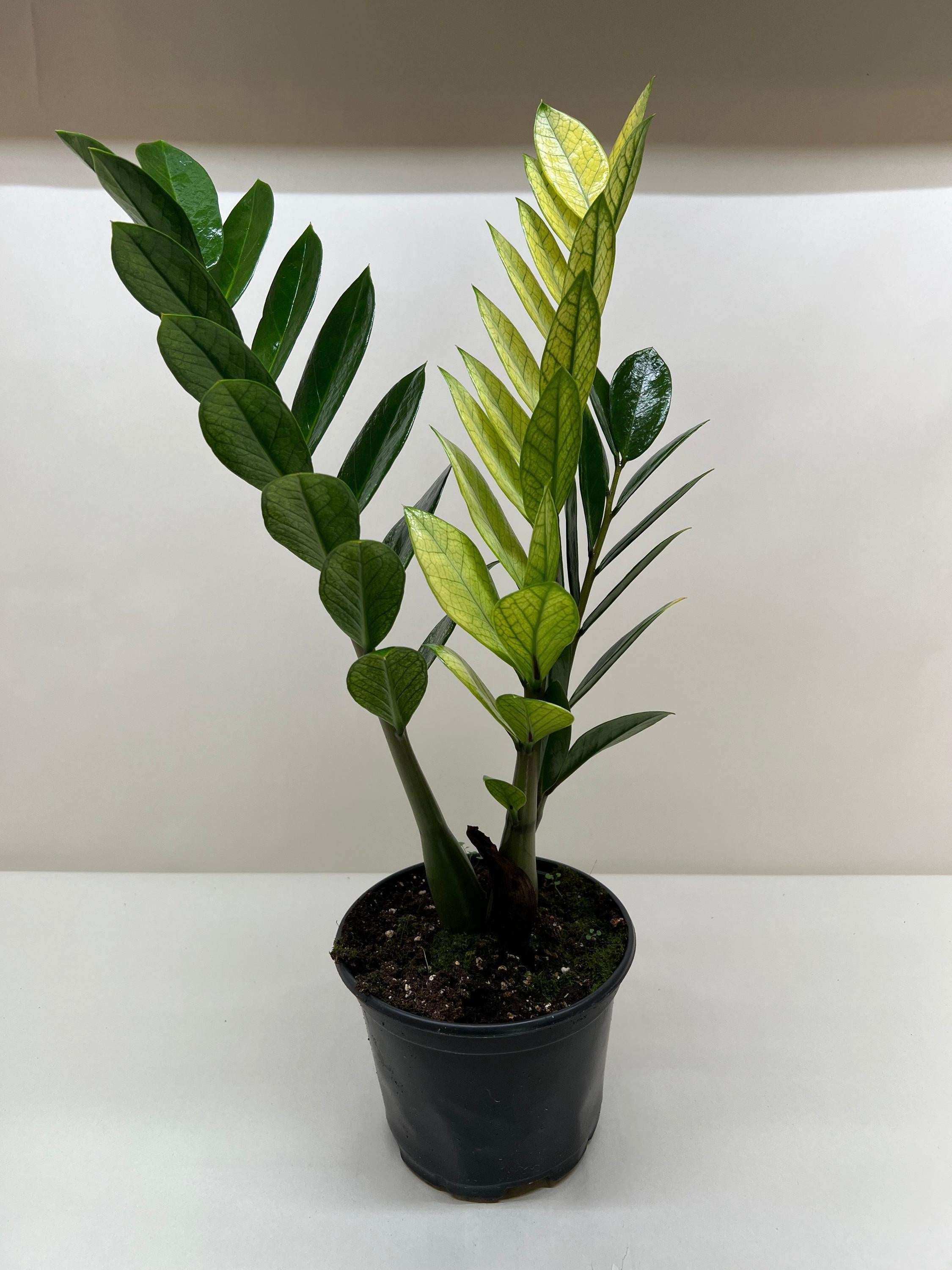 May include: A potted ZZ plant with green and yellow variegated leaves. The plant is in a black plastic pot with soil and moss visible around the base of the plant.