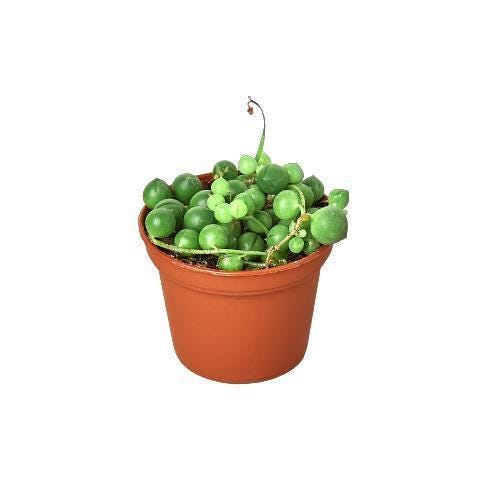 Succulent 'String of Pearls'