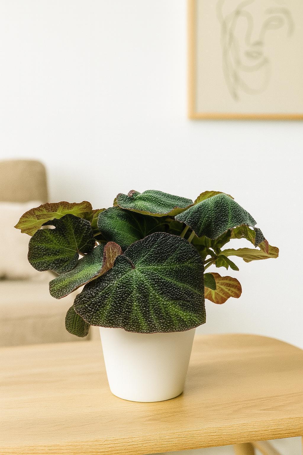Begonia 'Soli Mutata'