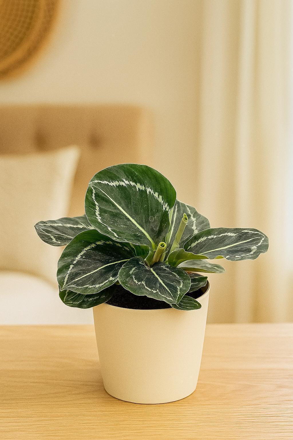 Calathea 'Green Goddess'