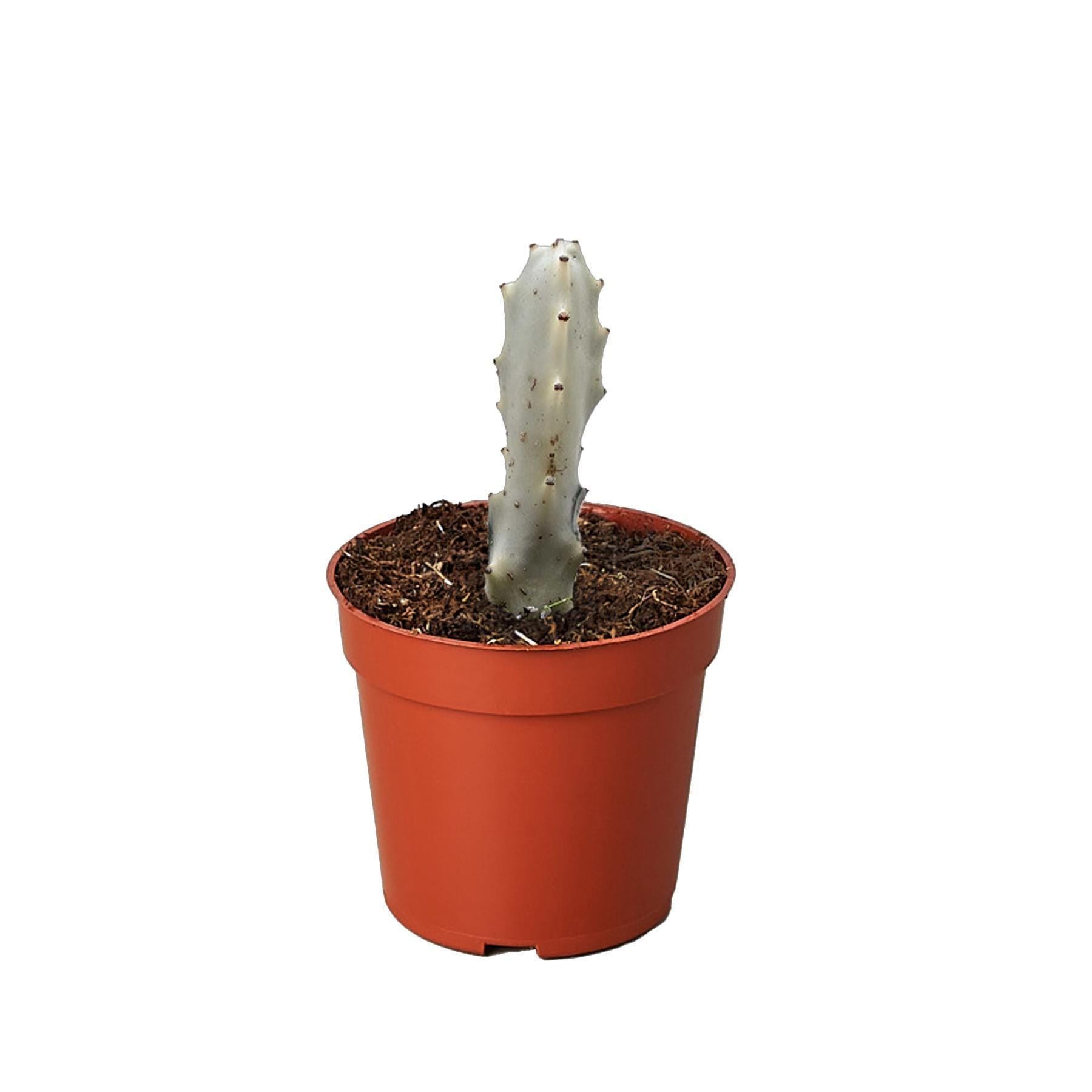 Succulent Euphorbia 'Dragon Bone'
