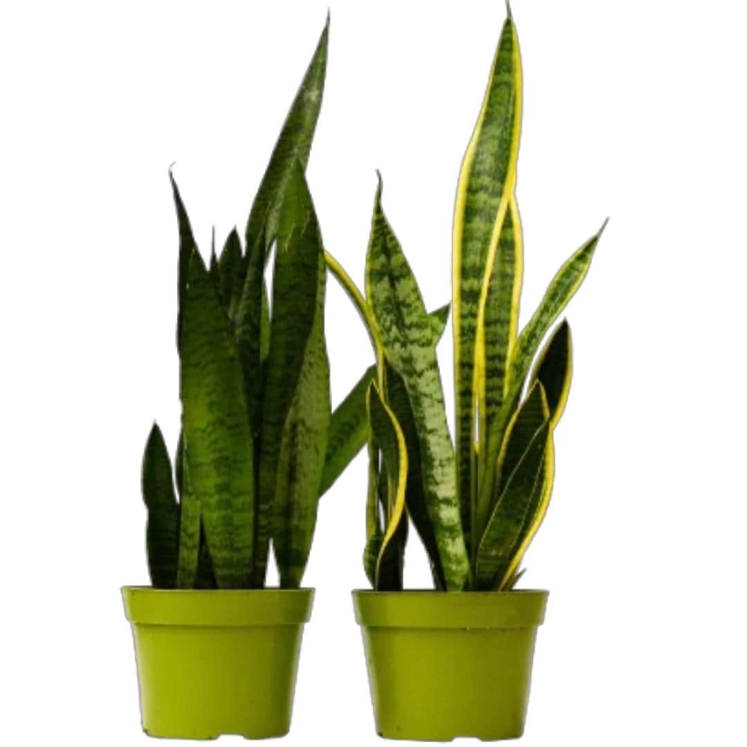 2 Snake Plant Variety Pack ‚Äì Assorted 6‚Äù Sansevieria