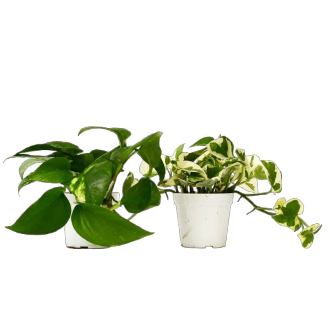 2 Pothos Variety Pack - 4" Pot