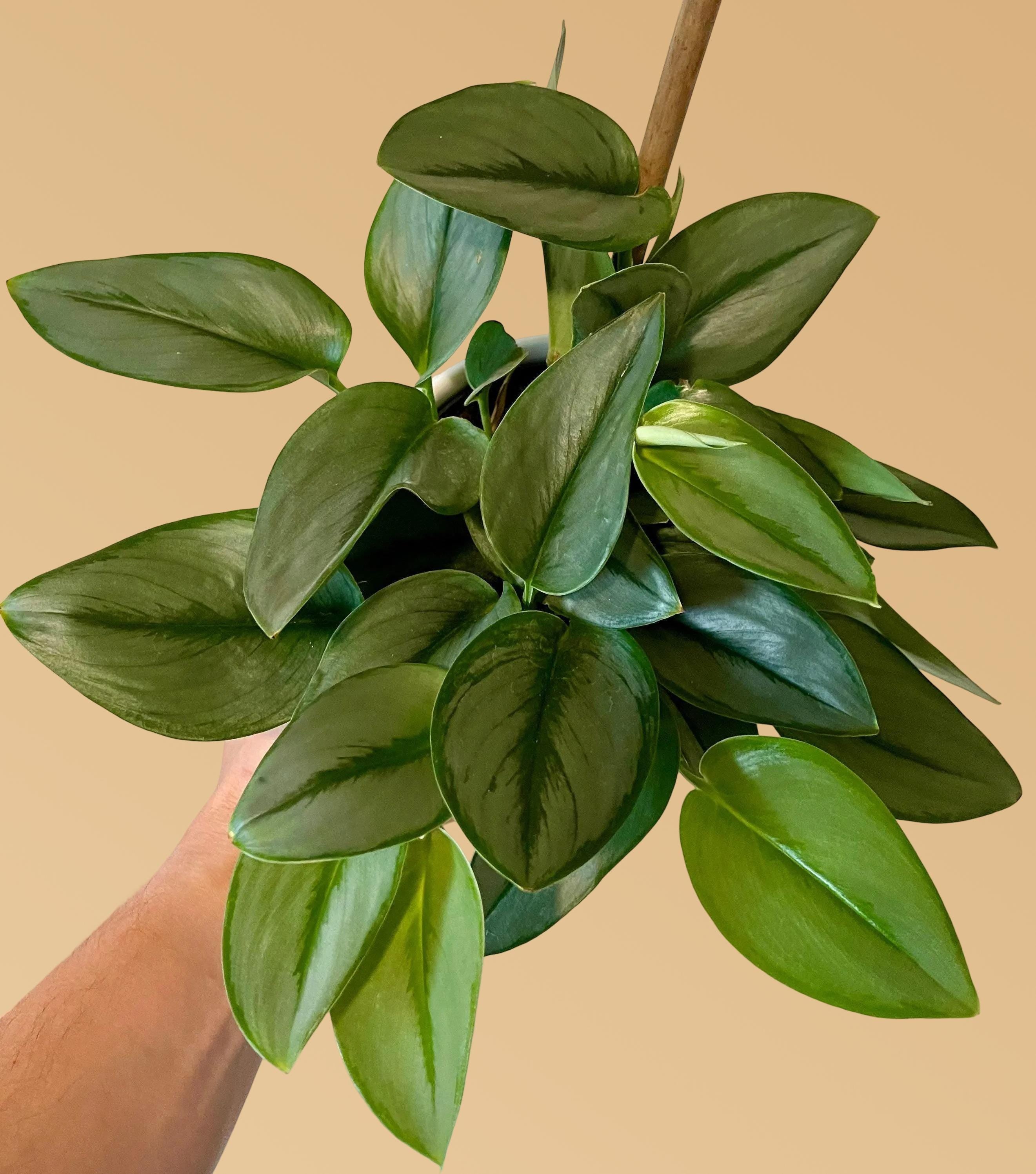 Scindapsus 'Moonlight' - 4" Pot