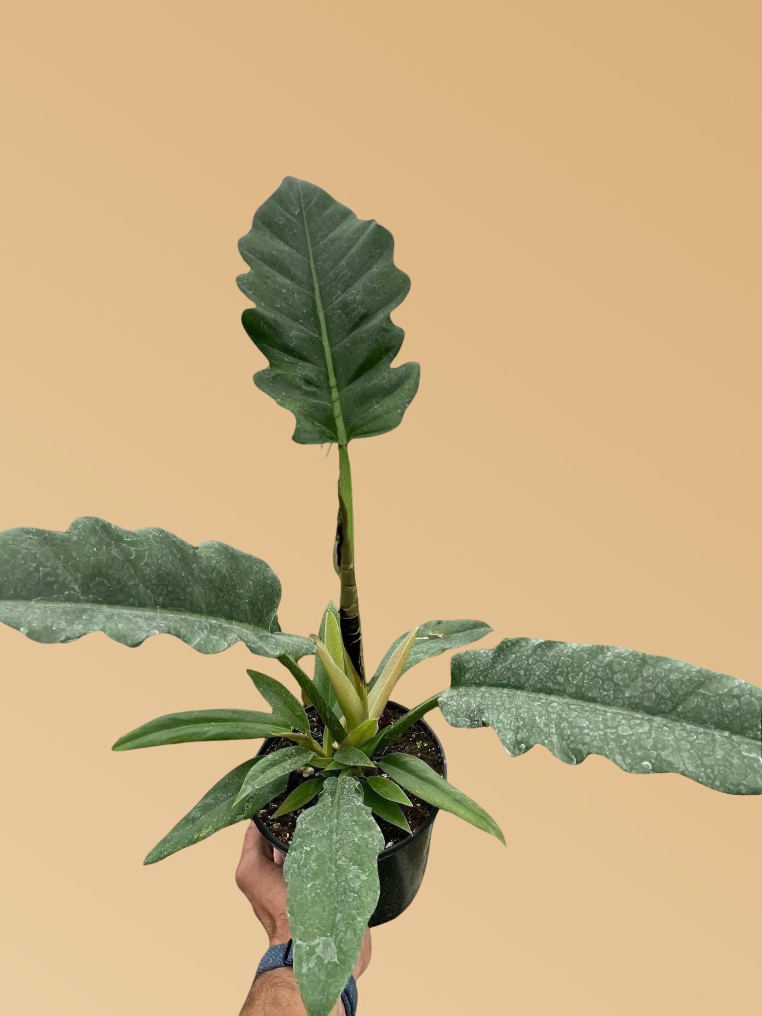 Philodendron 'Jungle Boogie'