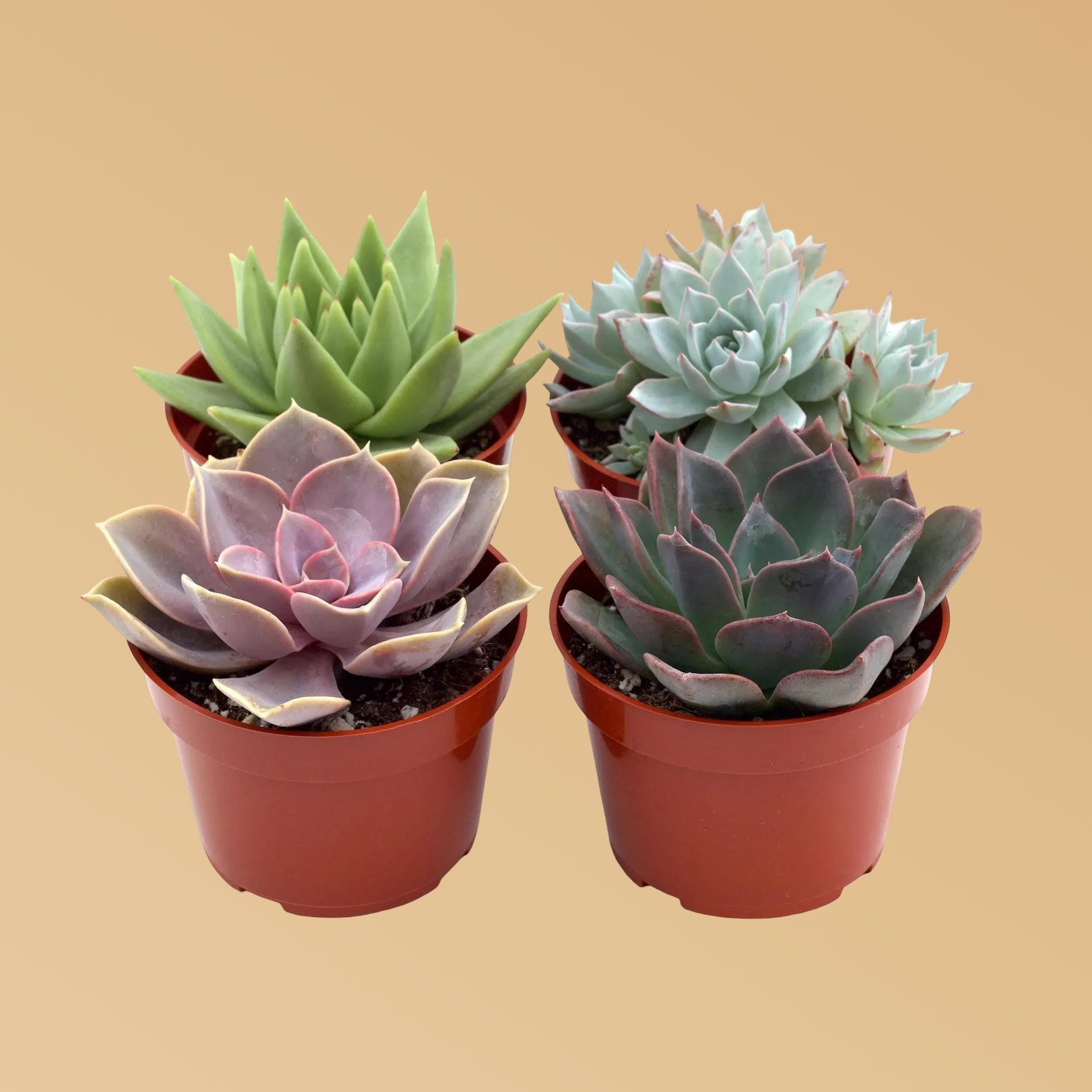 Rosette Succulent Variety Packs