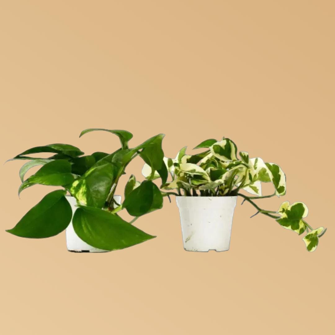 2 Pothos Variety Pack - 4" Pot
