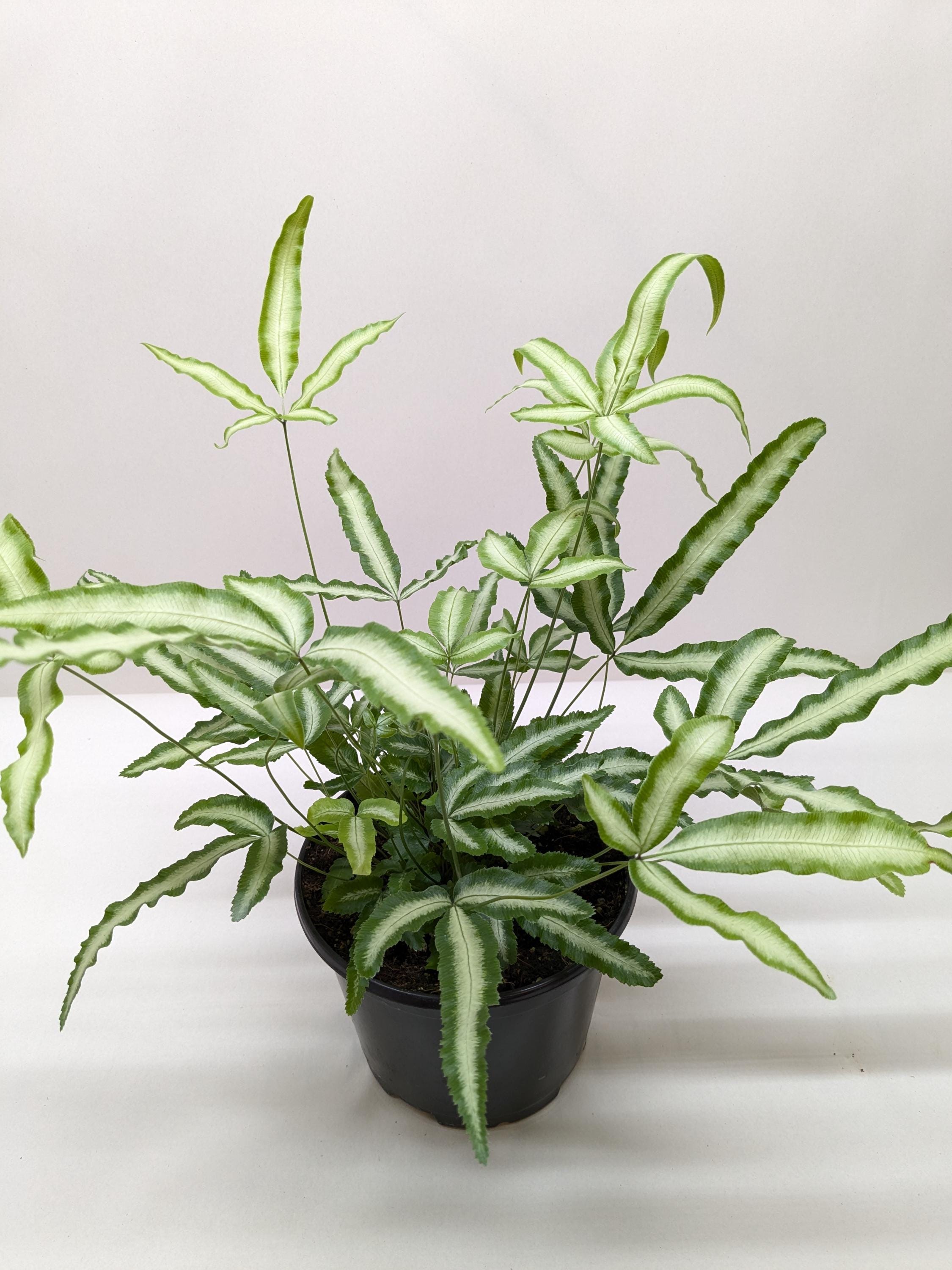 Pteris Cretica 'Albo Fern'