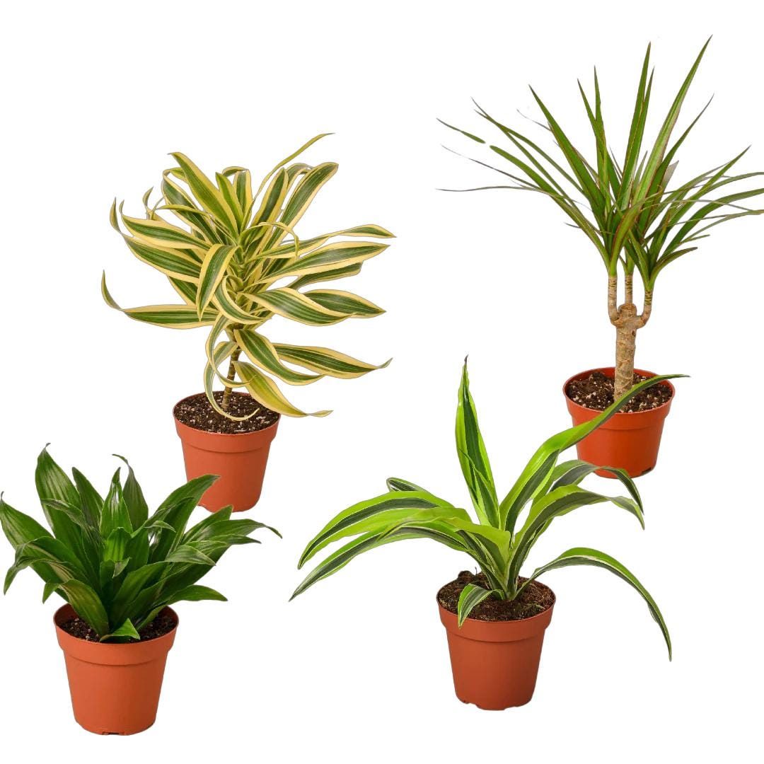 4 Different Dracaenas Variety Pack - Live House Plant - 4" Pot