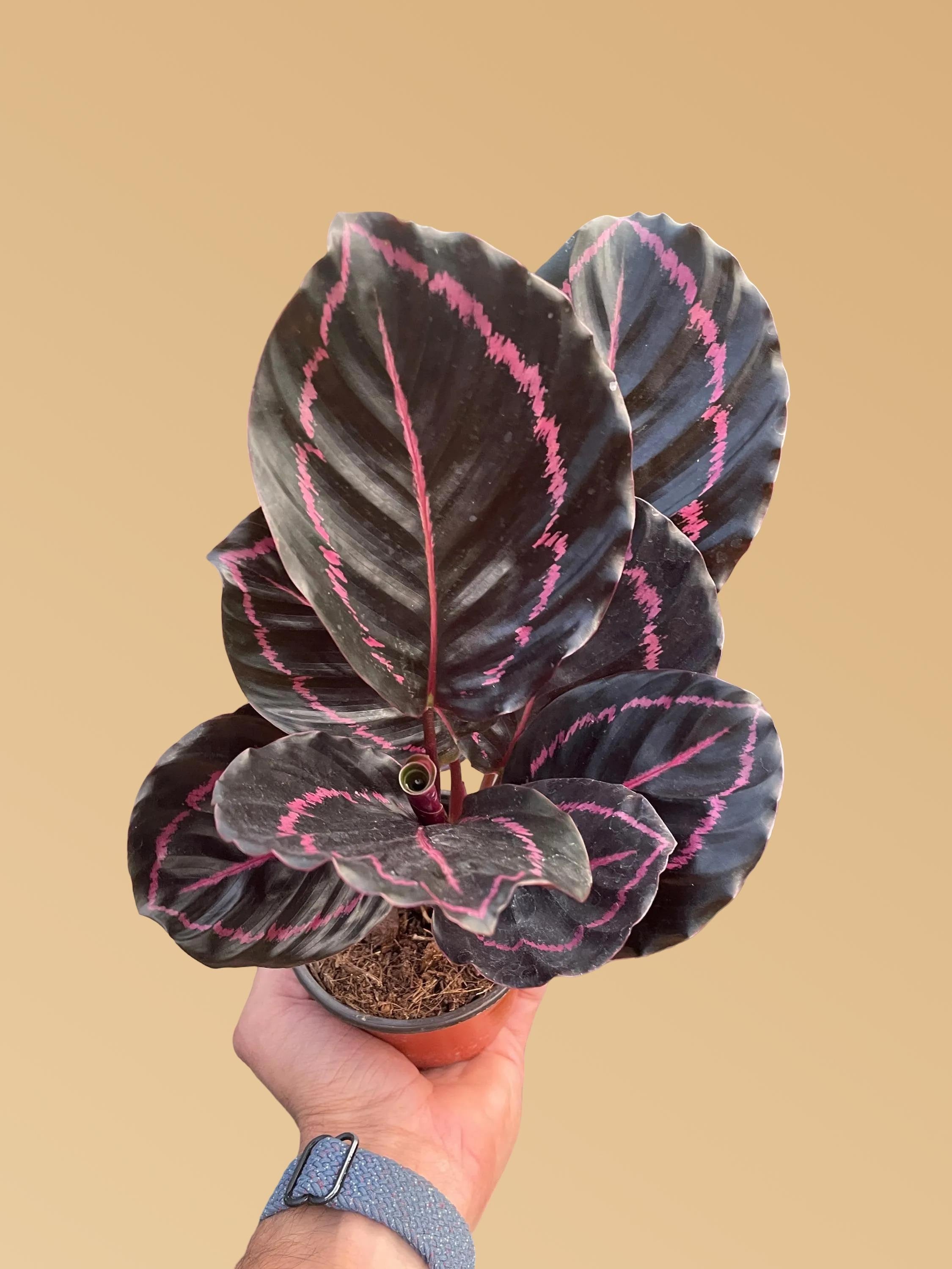 Calathea 'Dottie'
