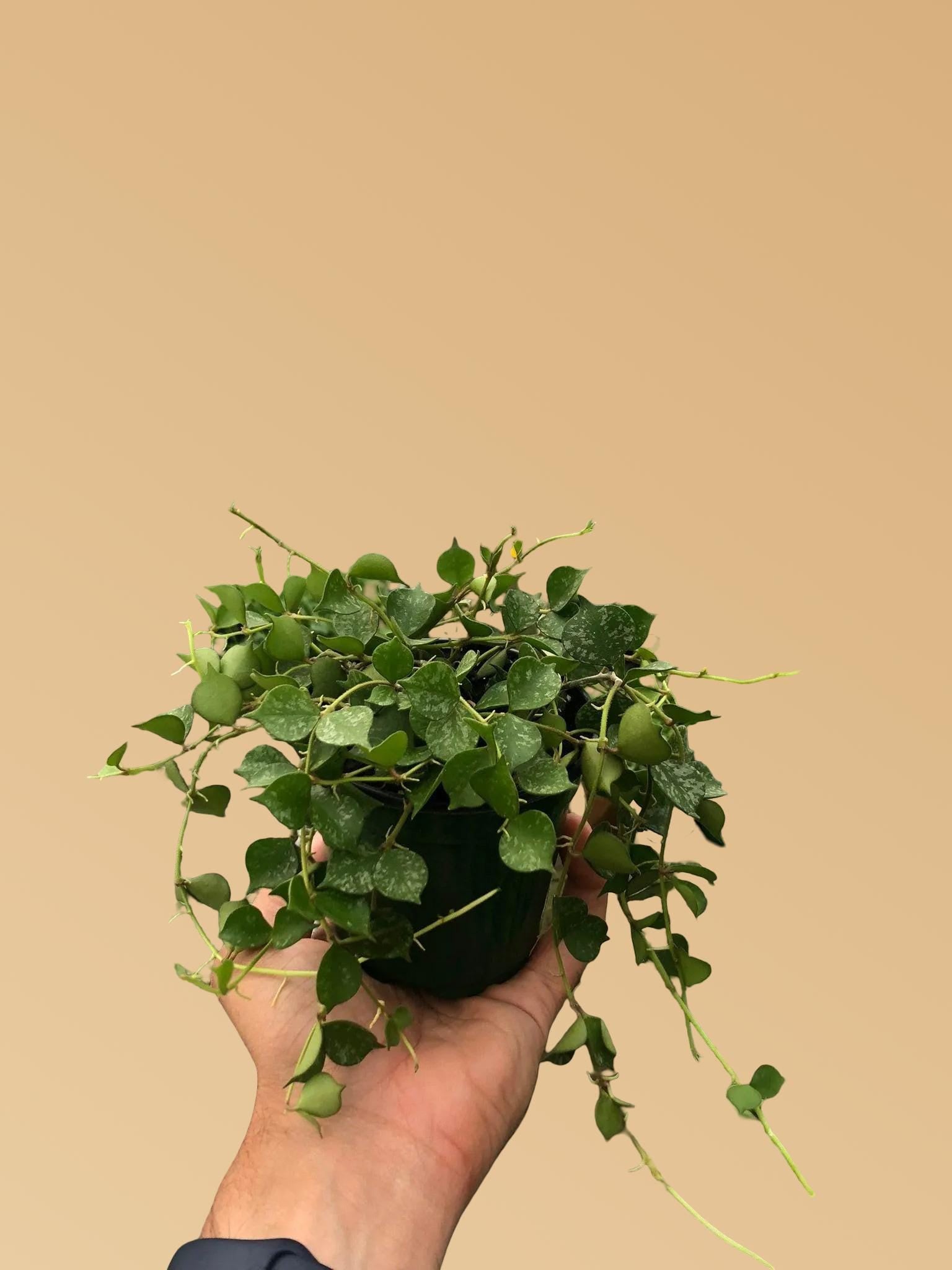 Hoya 'Curtisii'