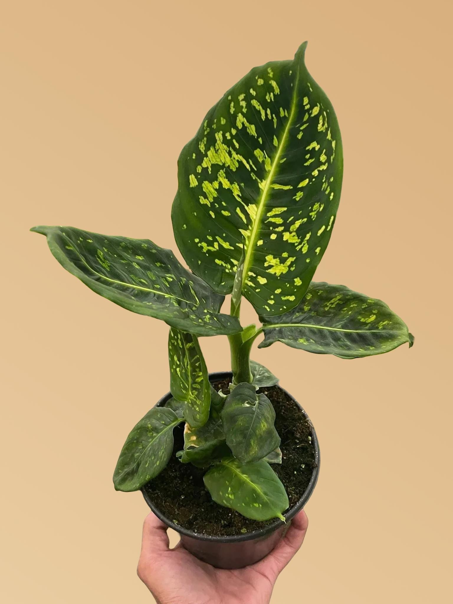 Dieffenbachia 'Reflector'