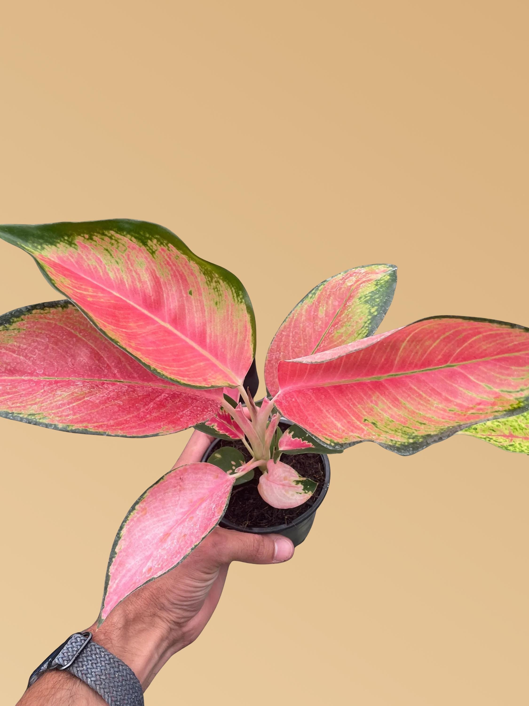 Chinese Evergreen 'Pink Pearl'