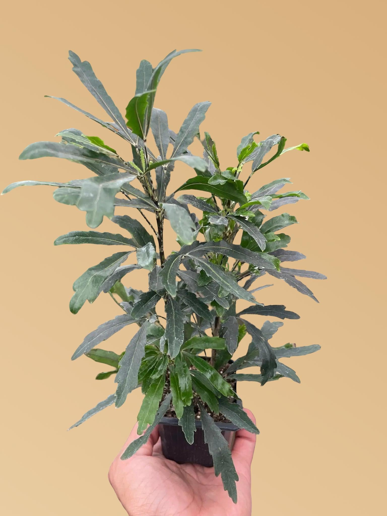 Aralia 'Green'