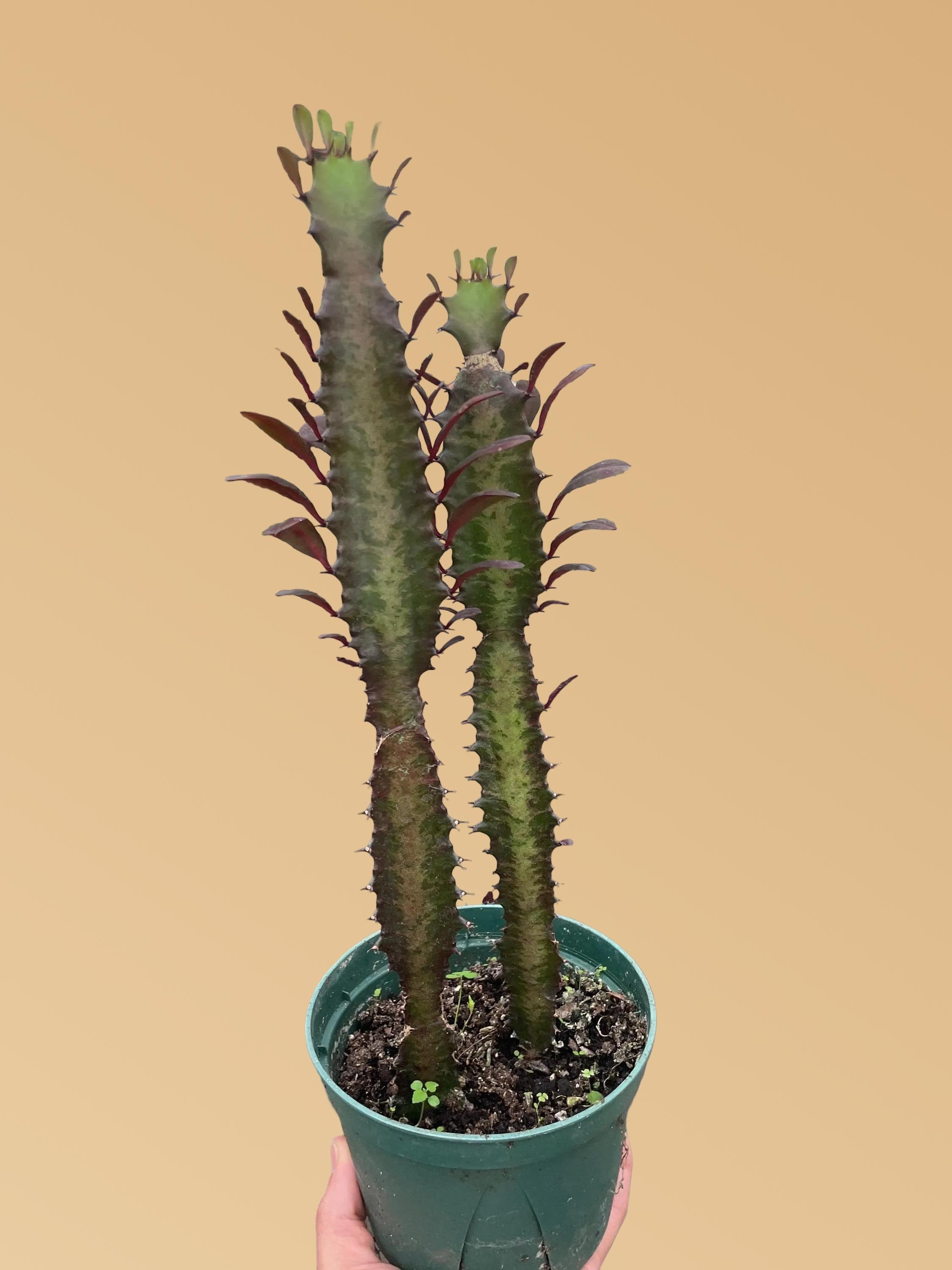 Succulent Euphorbia 'Trigona Rubra'