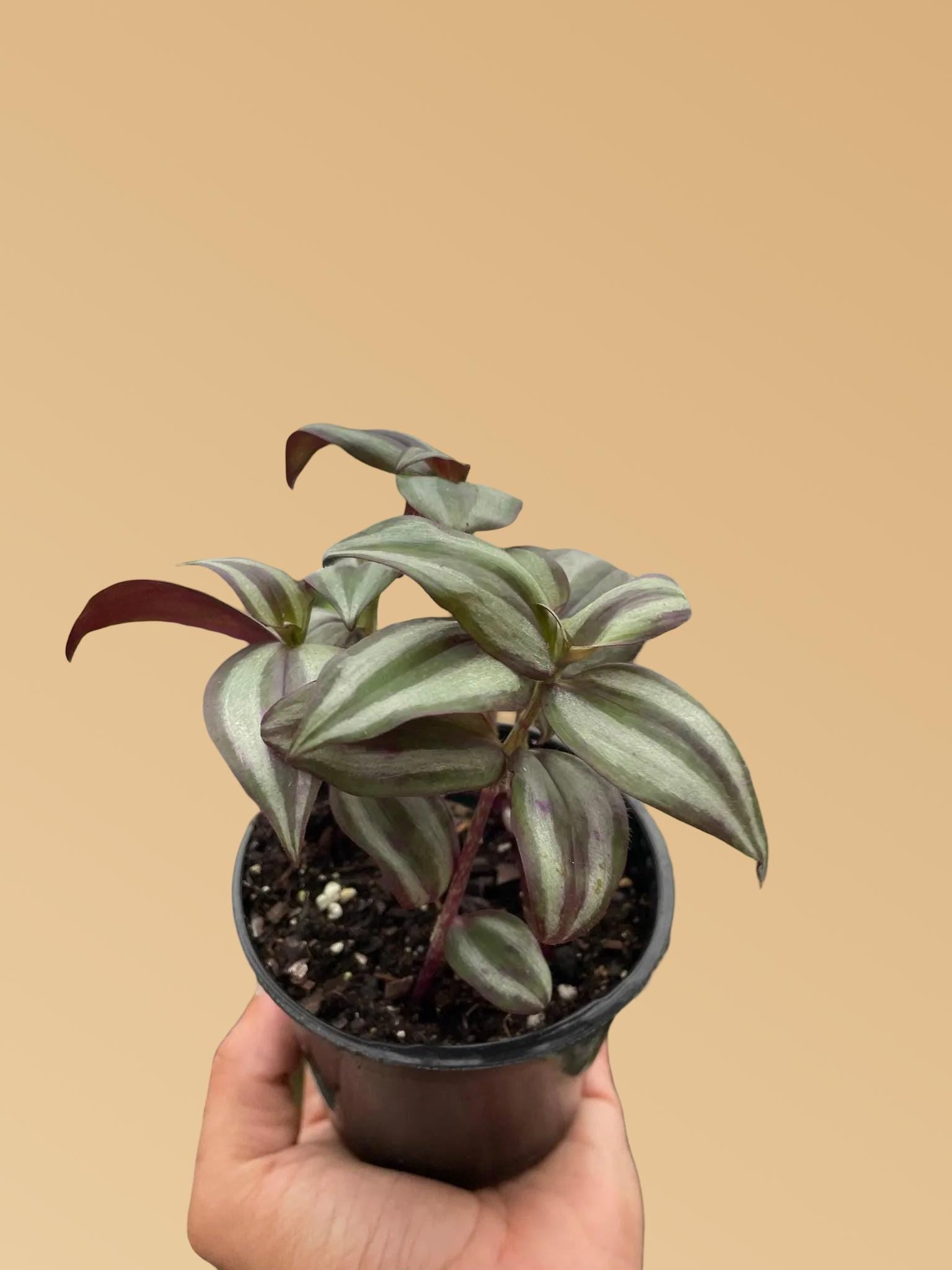 Tradescantia Zebrina 'Wandering Dude'