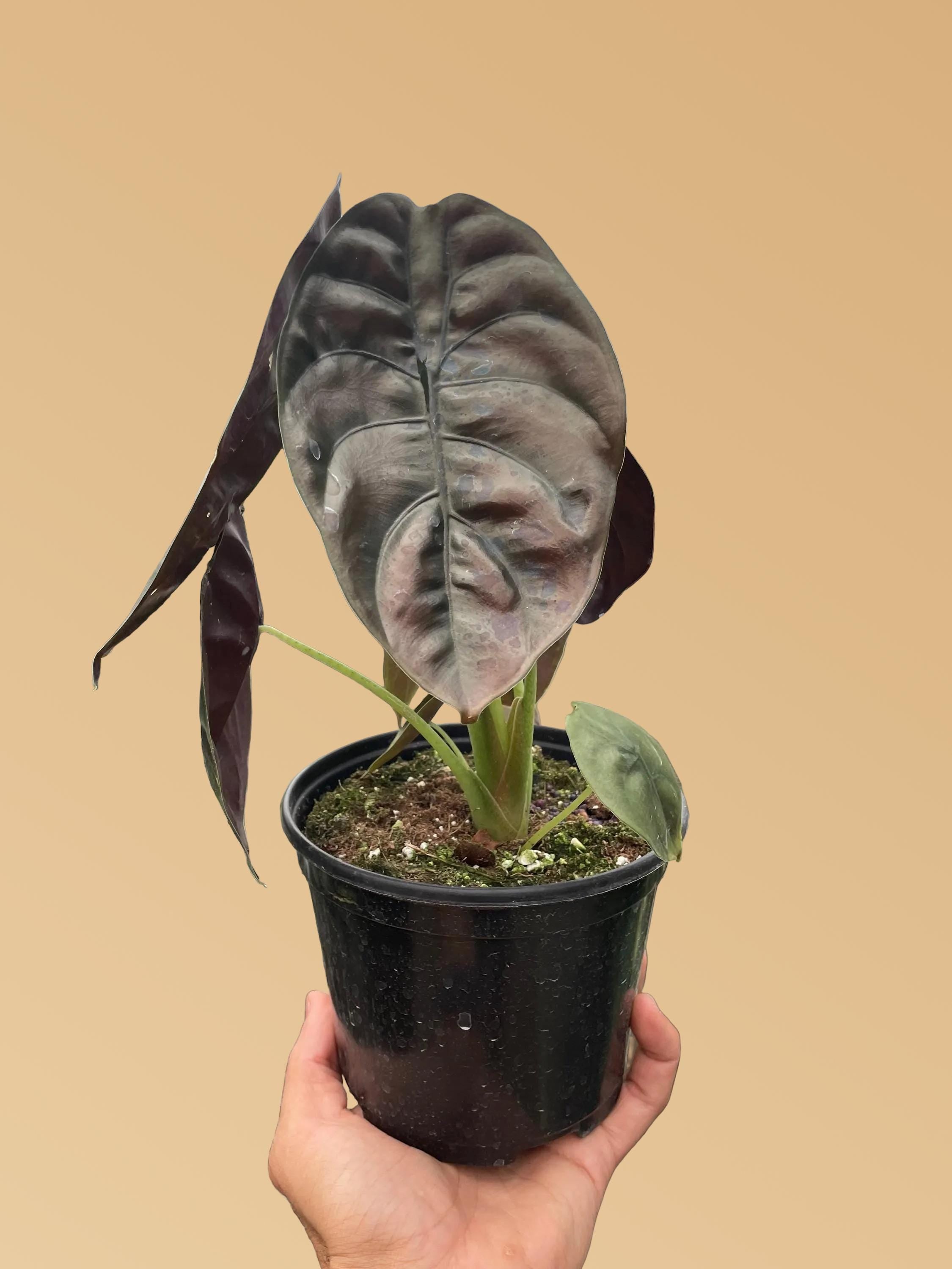 Alocasia 'Red Secret'