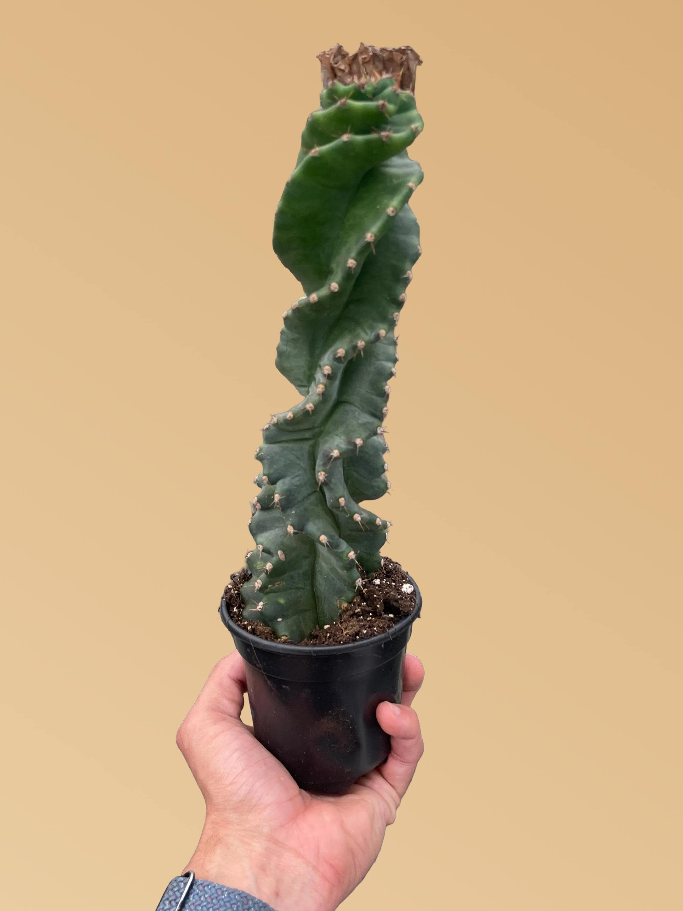 Cereus forbesii 'Spiralis'