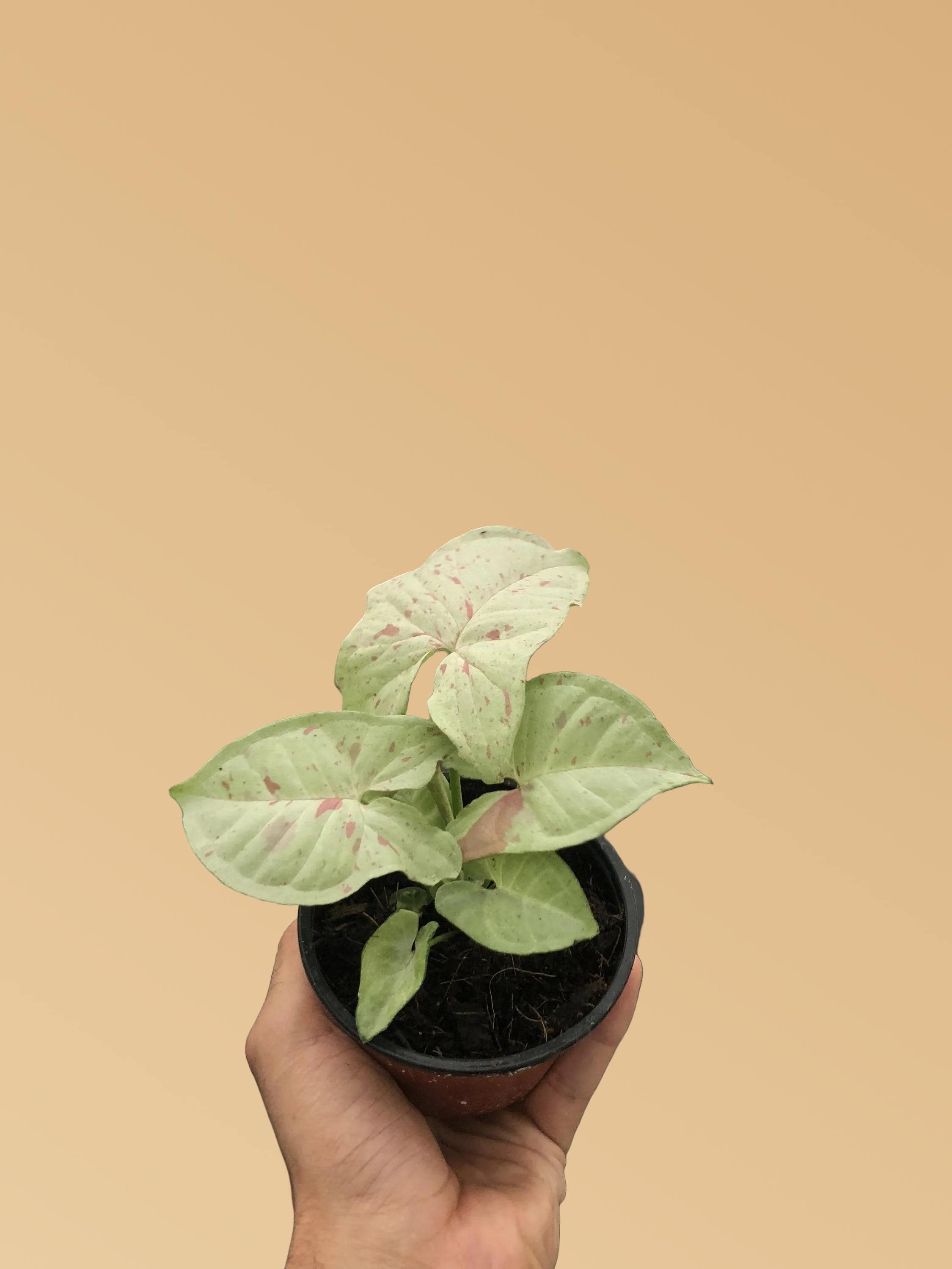 Syngonium 'Milk Confetti'