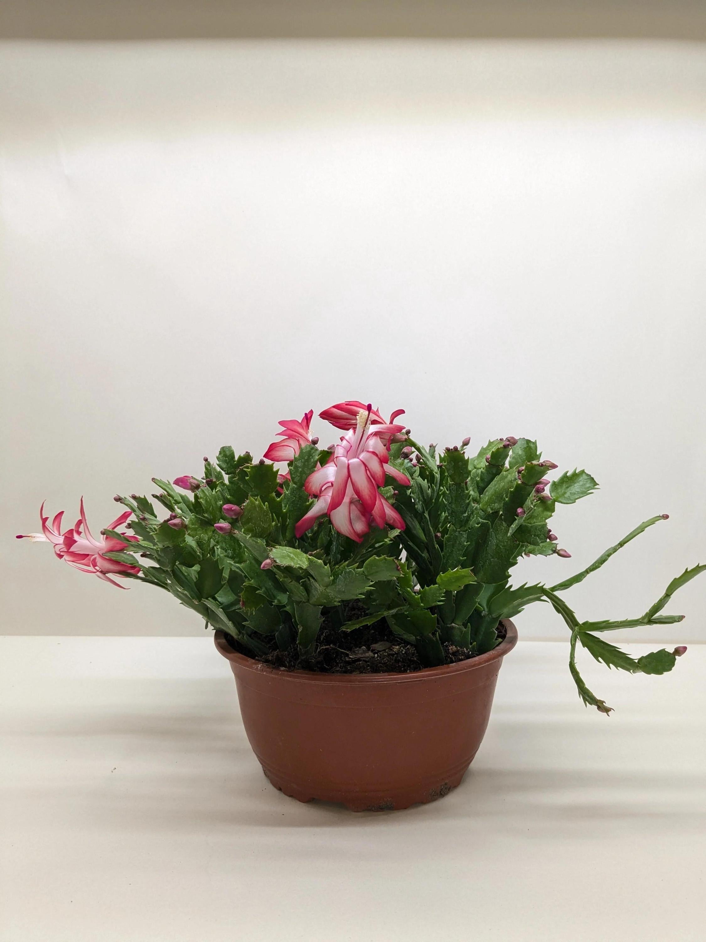 Zygocactus 'Christmas Cactus' 4" Pot / Red Austin Jungle Co.