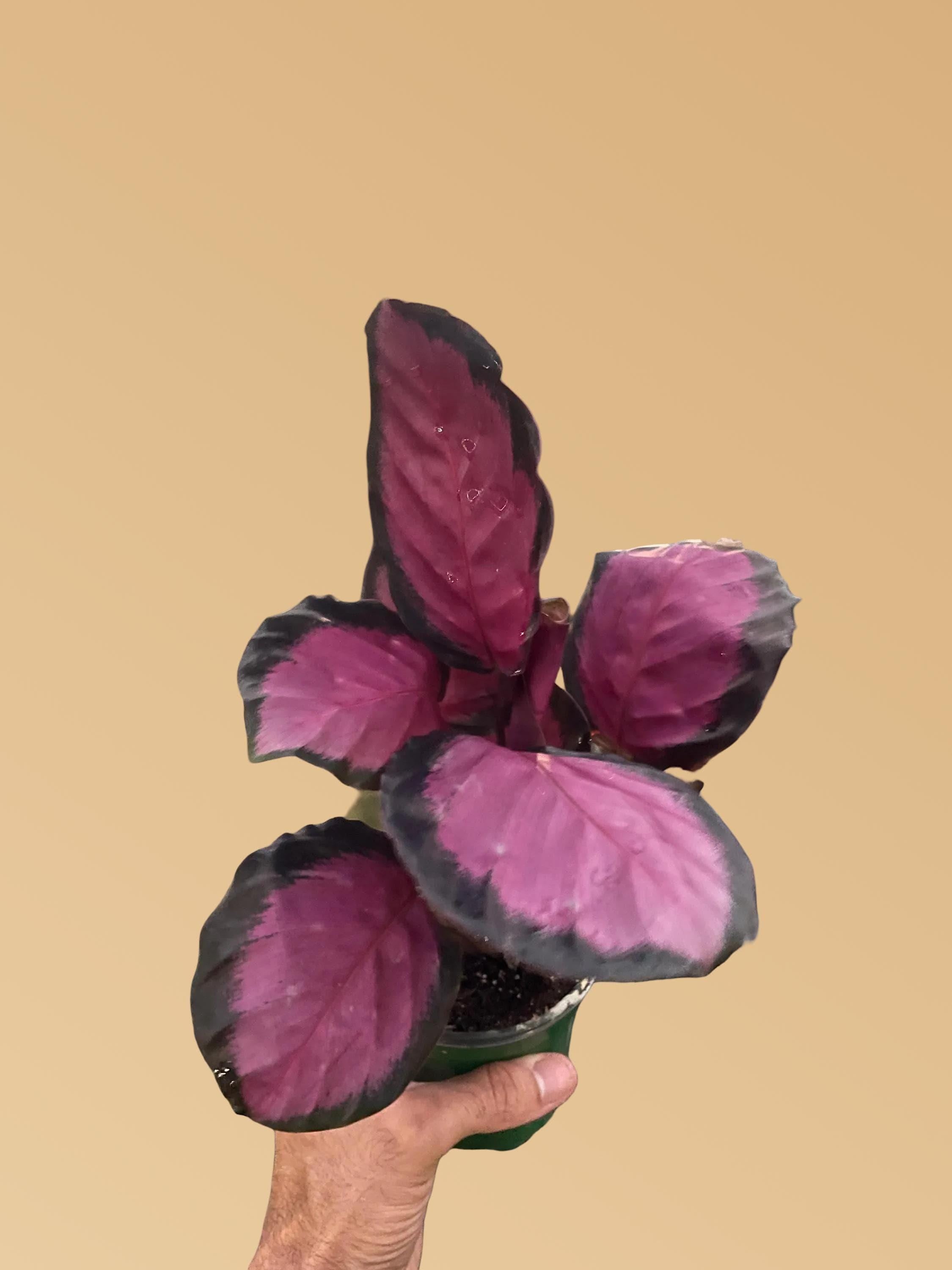 Calathea 'Purple Rose'